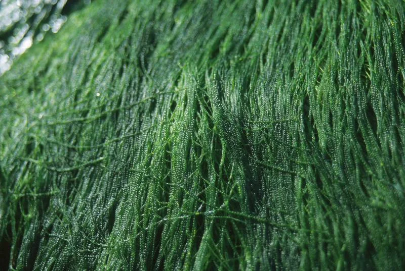 Green seaweeds