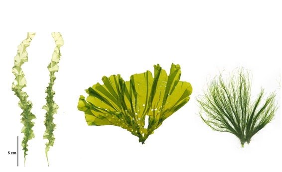 Chlorophyta pressings