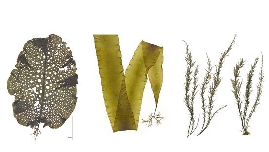 Ochrophyta pressings