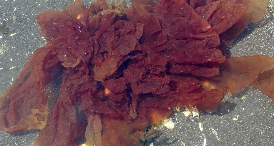 Red seaweeds