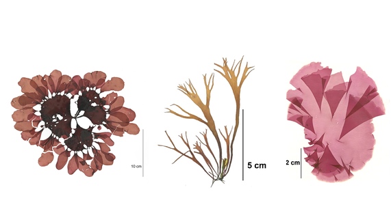 Rhodophyta pressings