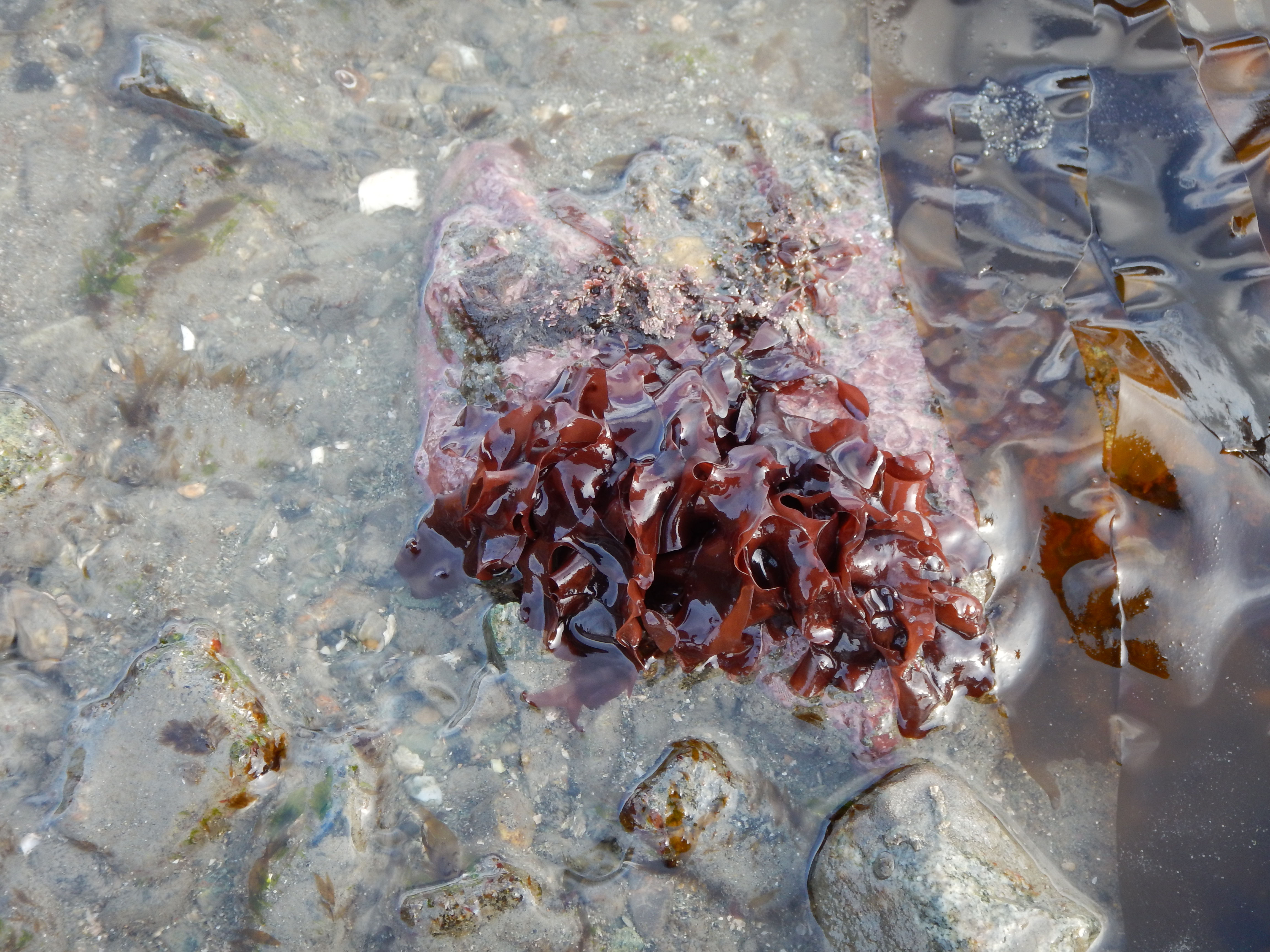 Mazzaella phyllocarpa – M. Lindeberg · Cook Inlet · May 2017
