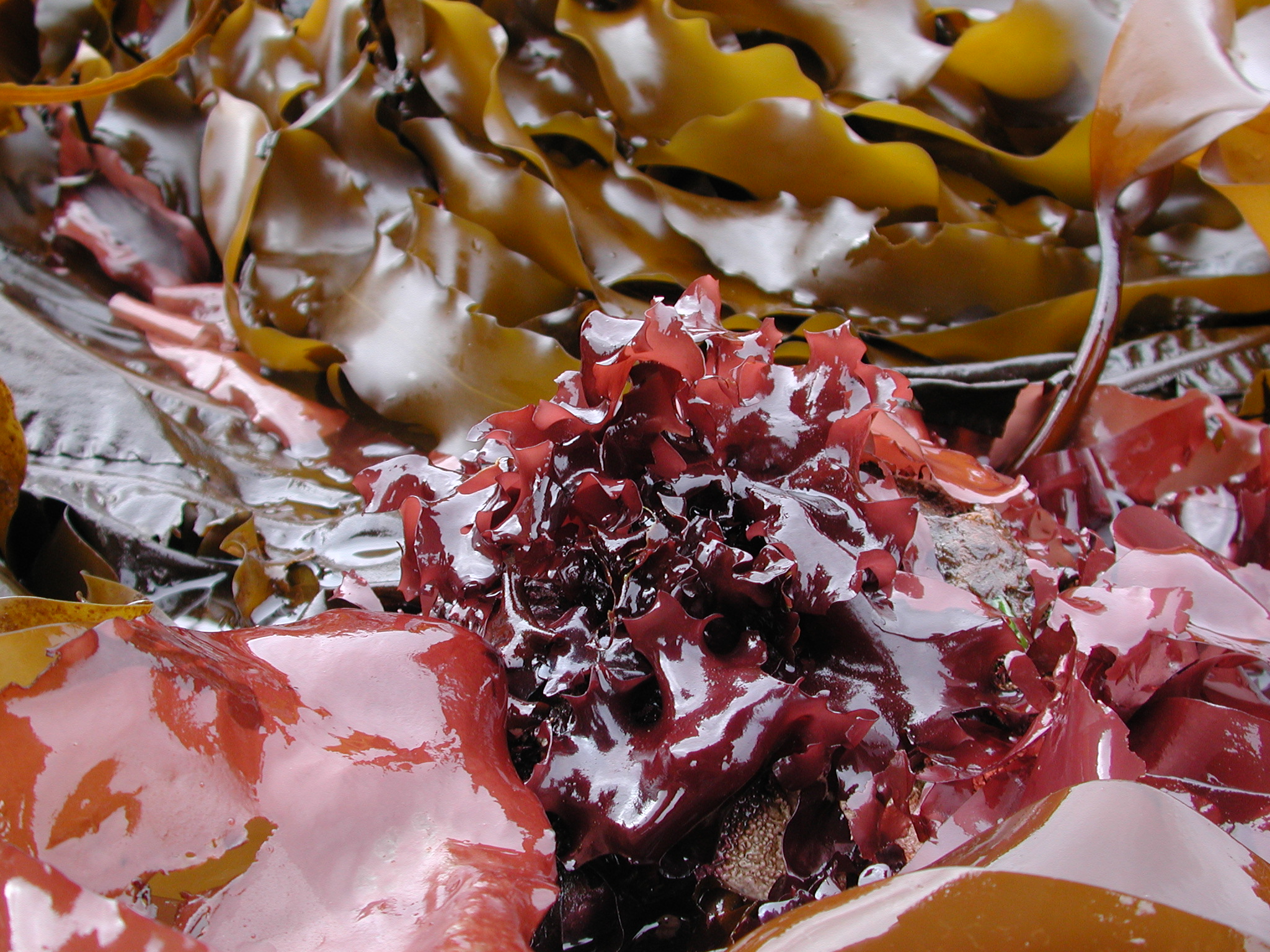 Mazzaella phyllocarpa – M. Lindeberg · Kodiak Archipelago · May 2005