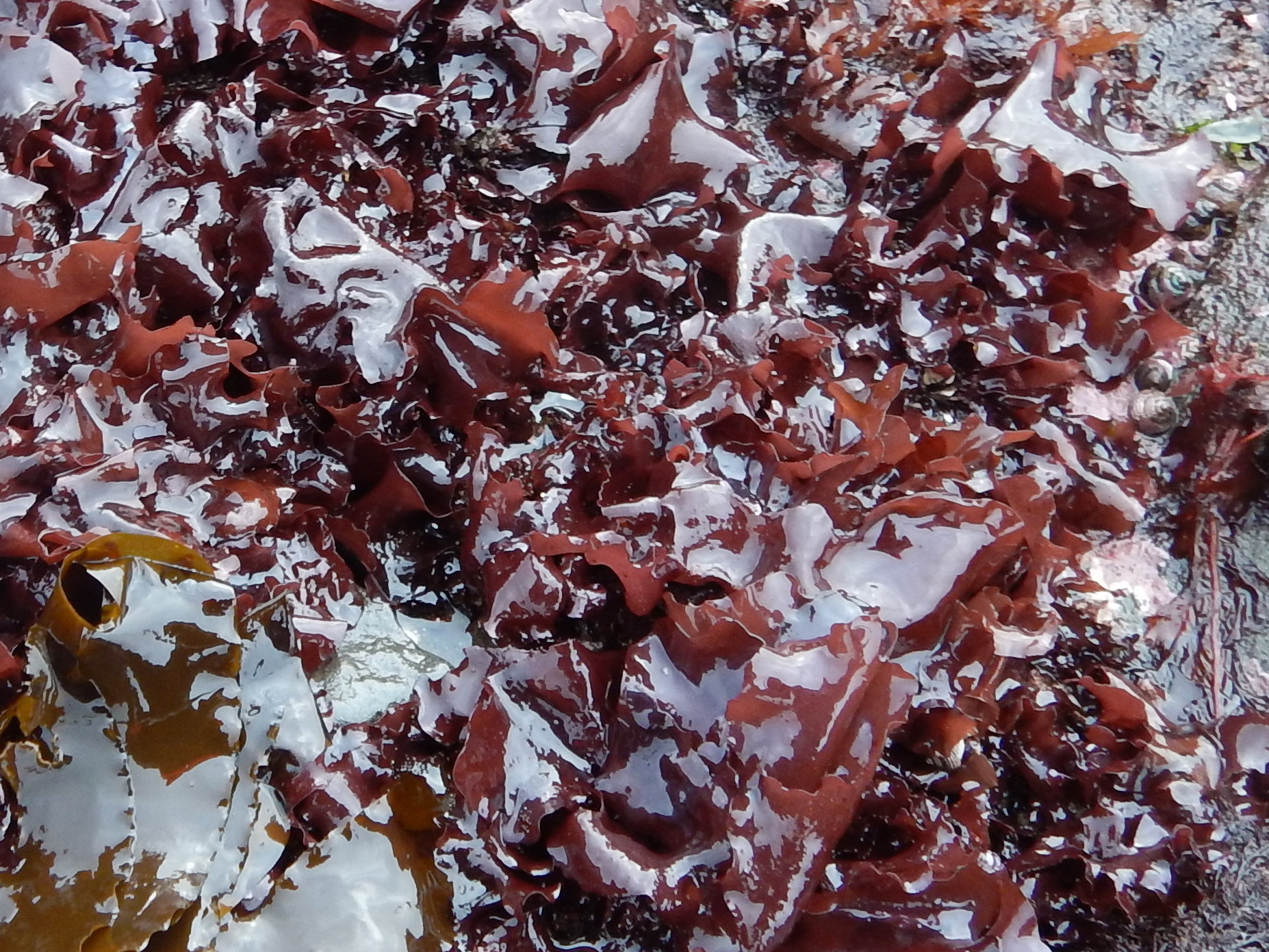 Mazzaella phyllocarpa – M. Lindeberg · Alaska Peninsula · May 2016