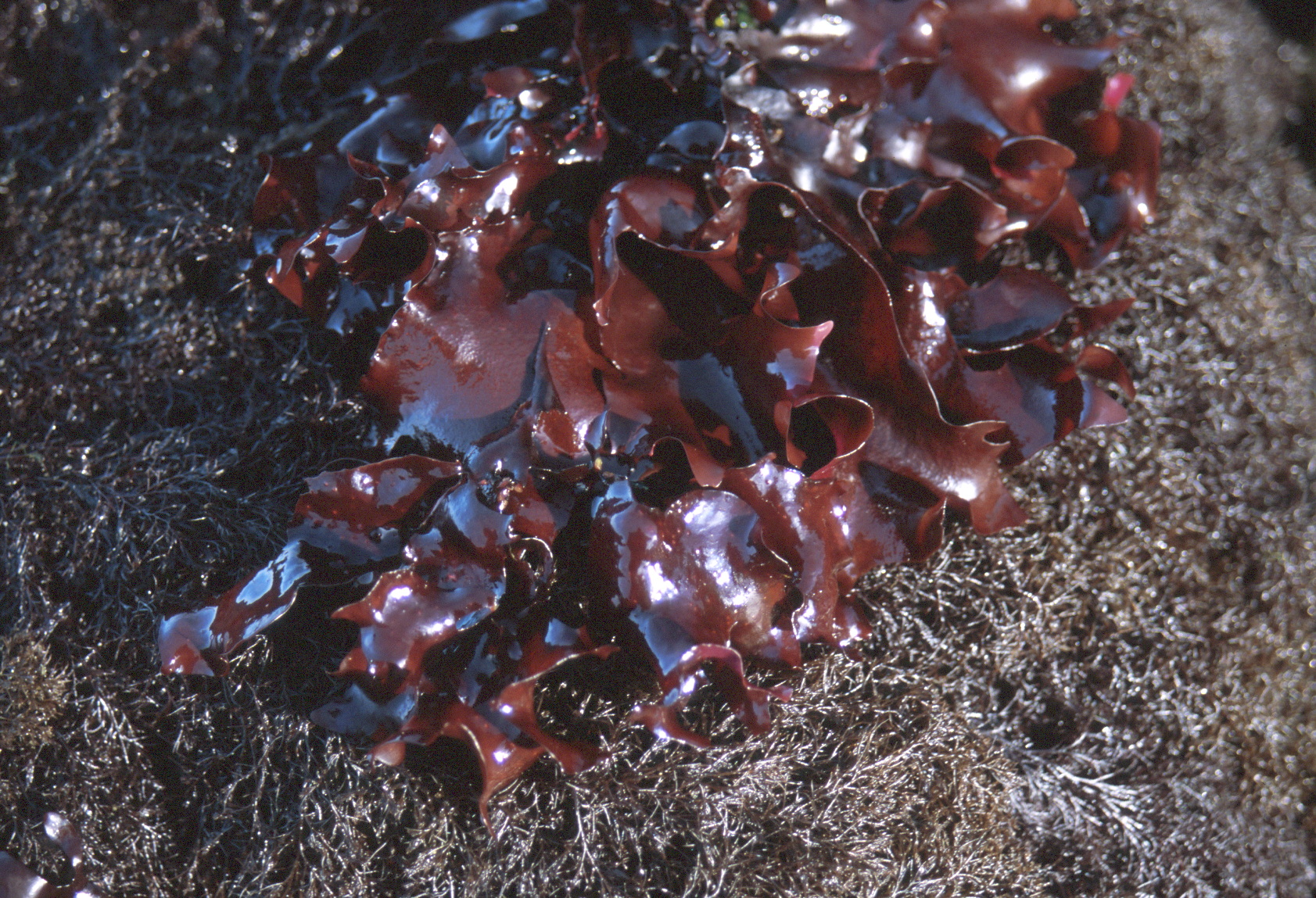 Mazzaella phyllocarpa – M. Lindeberg
