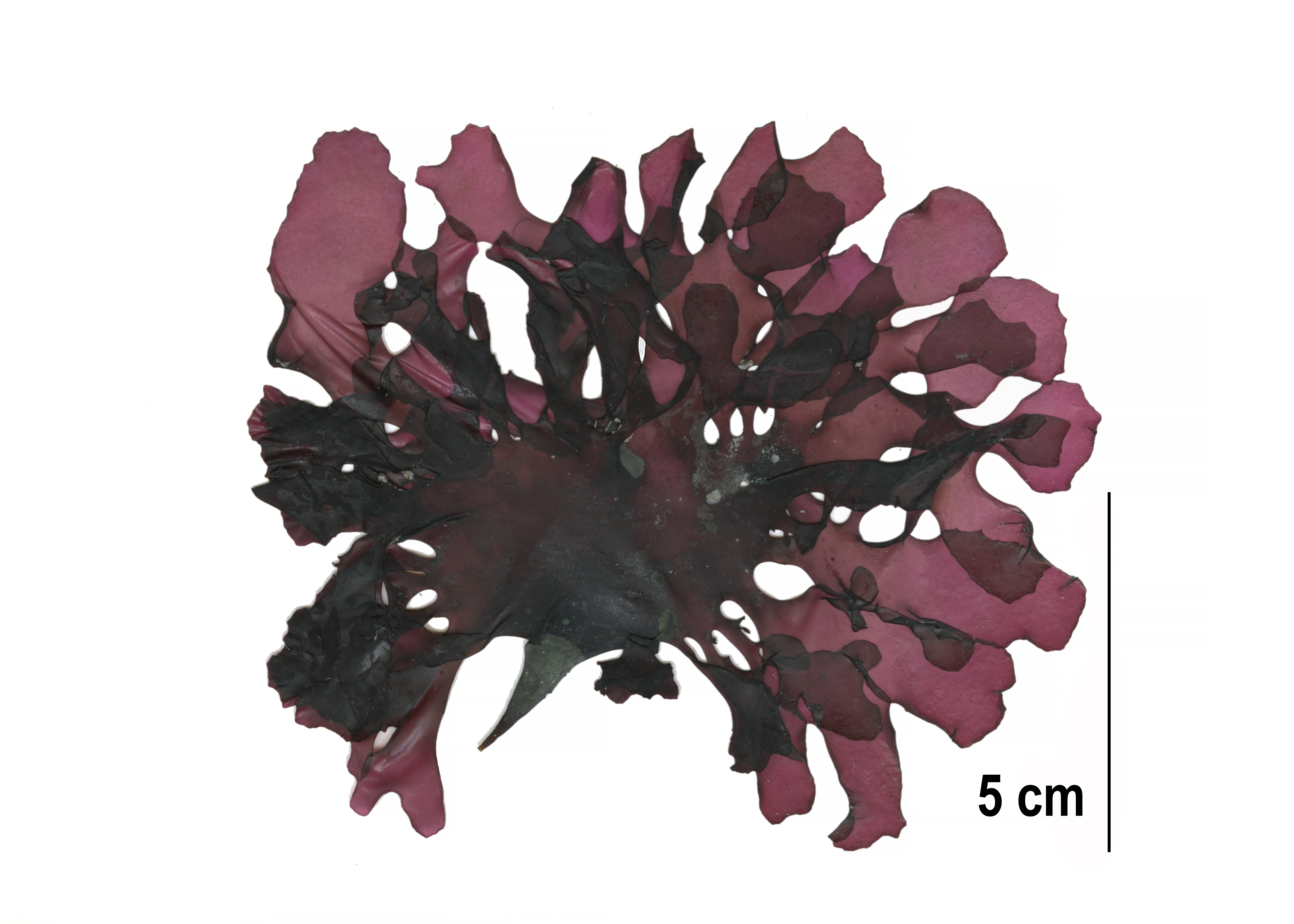 Mazzaella phyllocarpa