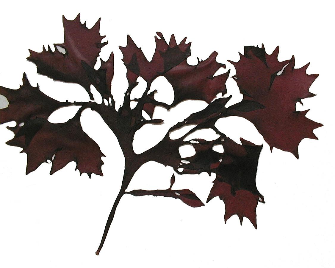 Mazzaella phyllocarpa – M. Lindeberg · Kodiak Archipelago · June 2005