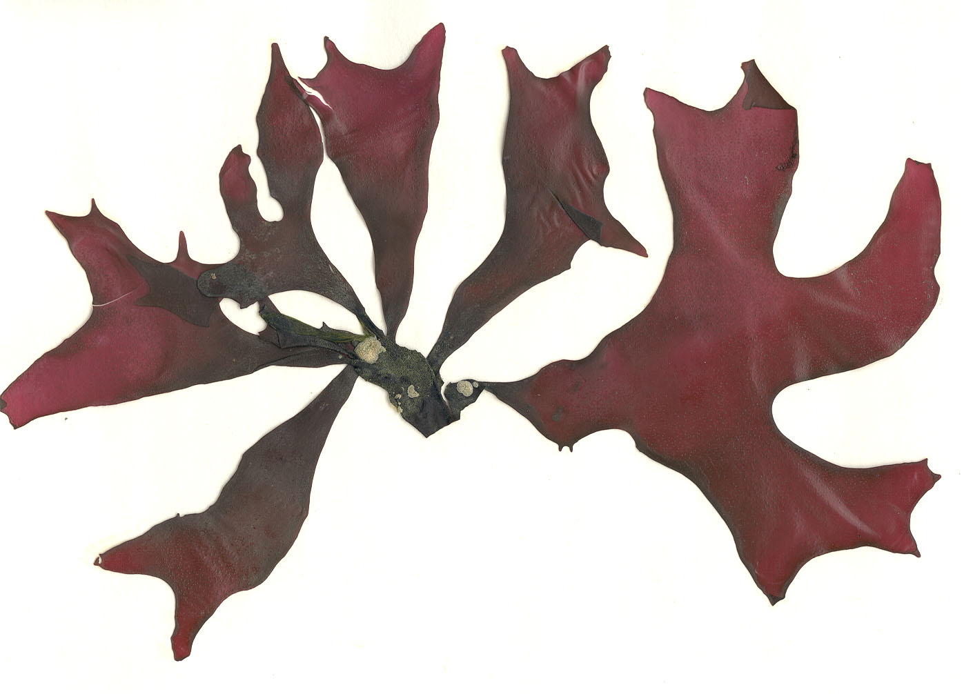 Mazzaella phyllocarpa – M. Lindeberg
