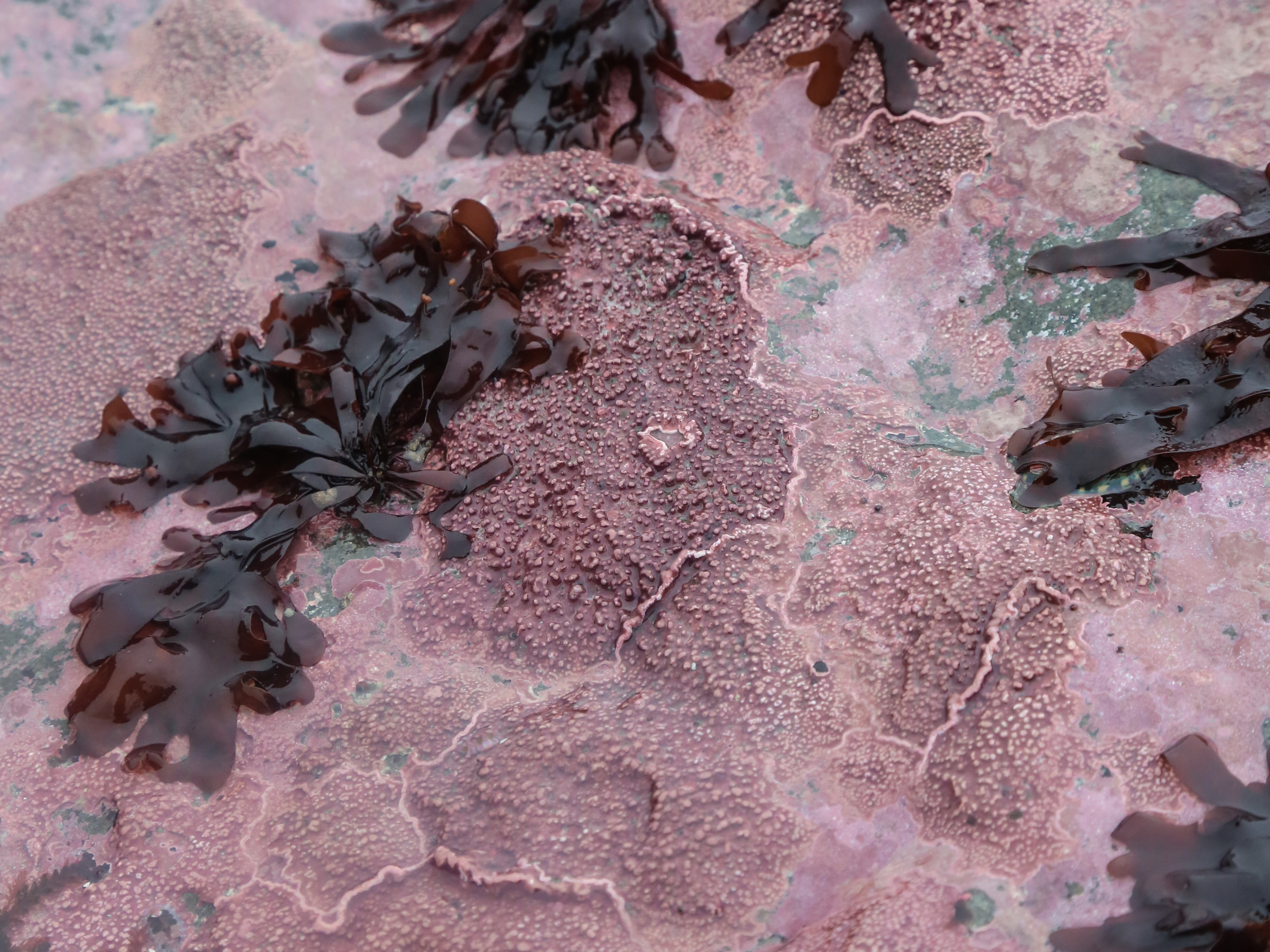 Mazzaella phyllocarpa – M. Lindeberg · Cook Inlet · May 2018