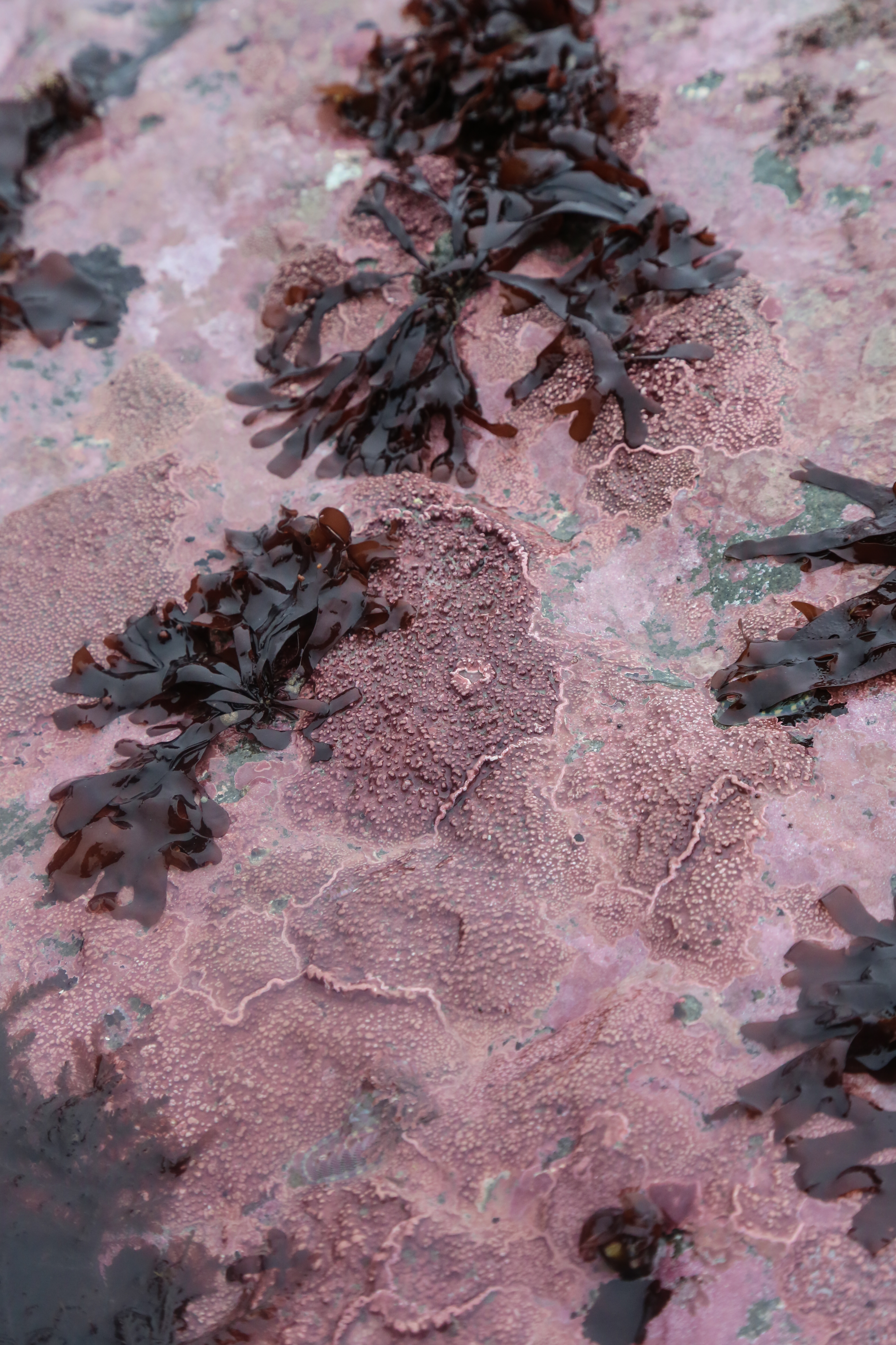 Mazzaella phyllocarpa – M. Lindeberg · Cook Inlet · May 2018