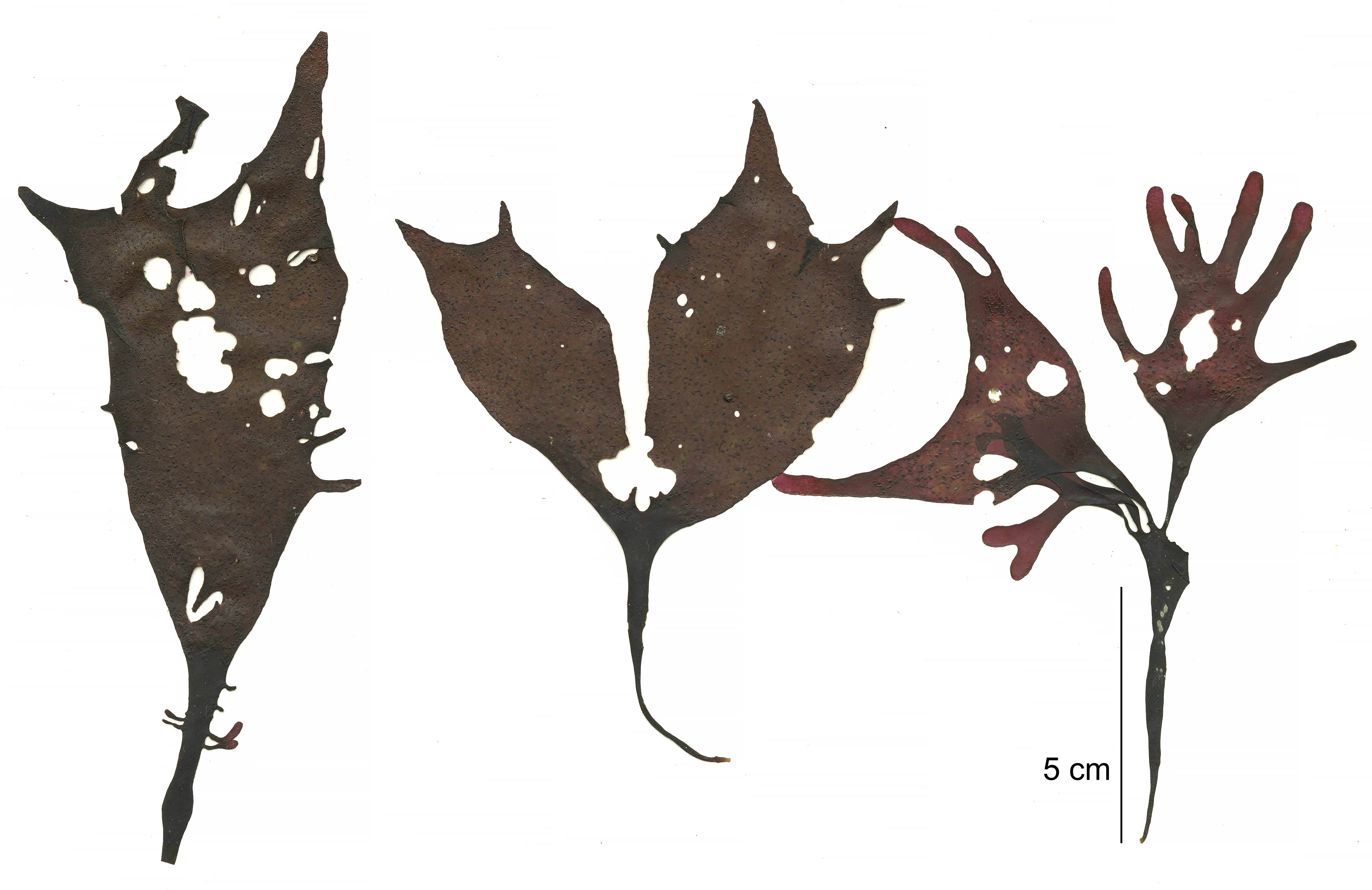 Mazzaella phyllocarpa – M. Lindeberg · Cook Inlet · May 2018