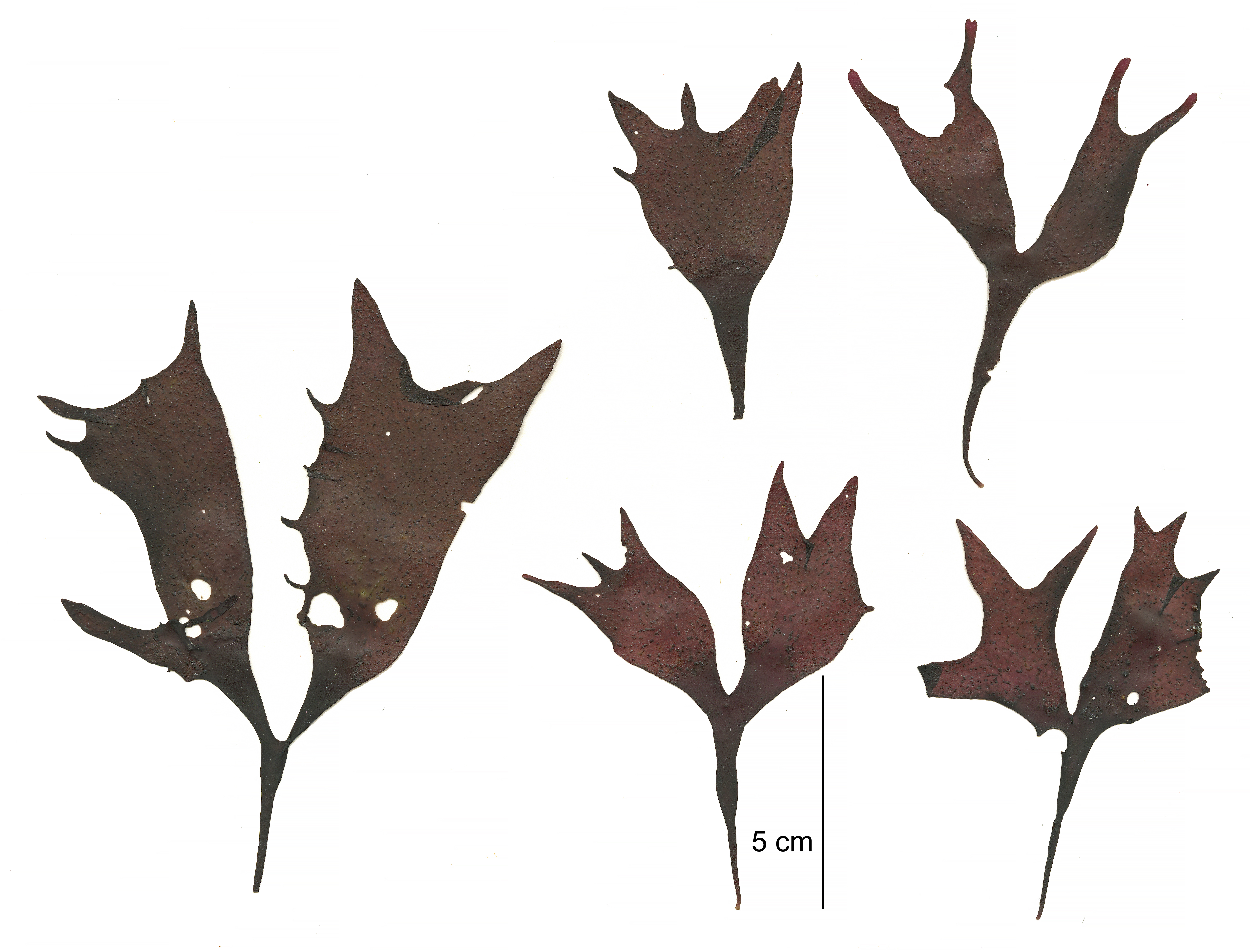 Mazzaella phyllocarpa – M. Lindeberg · Cook Inlet · May 2018