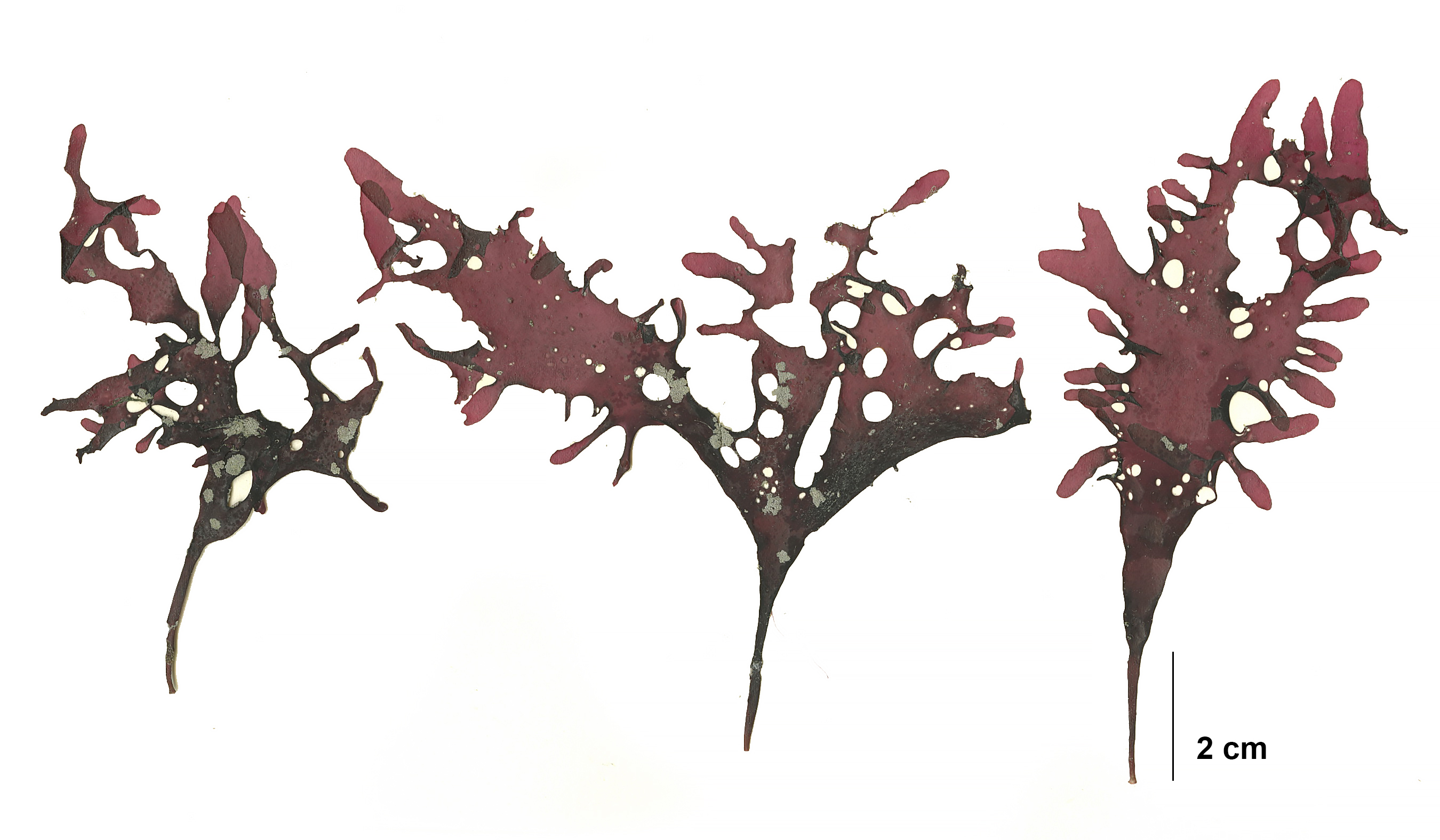 Mazzaella phyllocarpa – M. Lindeberg · Cook Inlet · June 2009