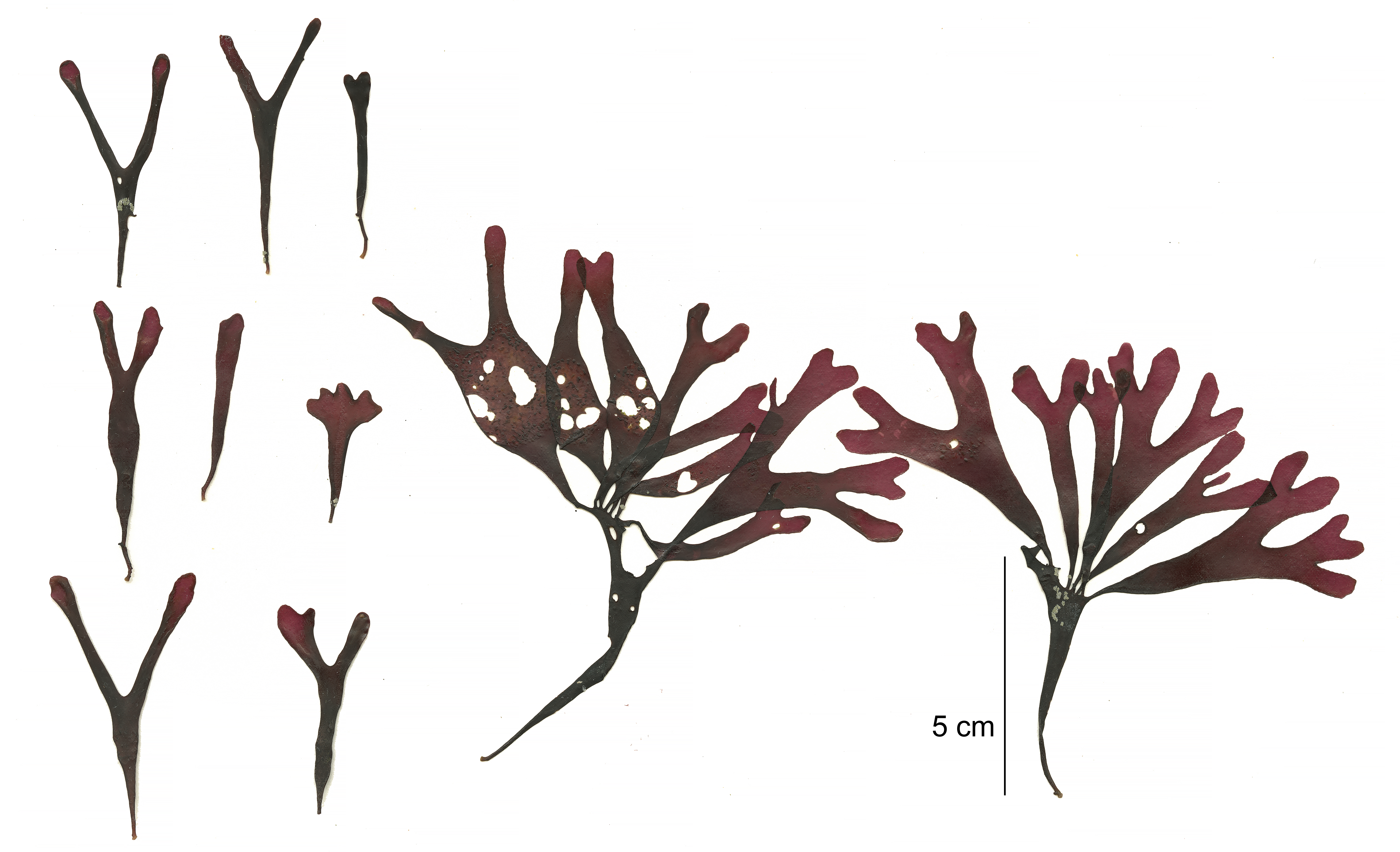 Mazzaella phyllocarpa – M. Lindeberg · Cook Inlet · May 2018