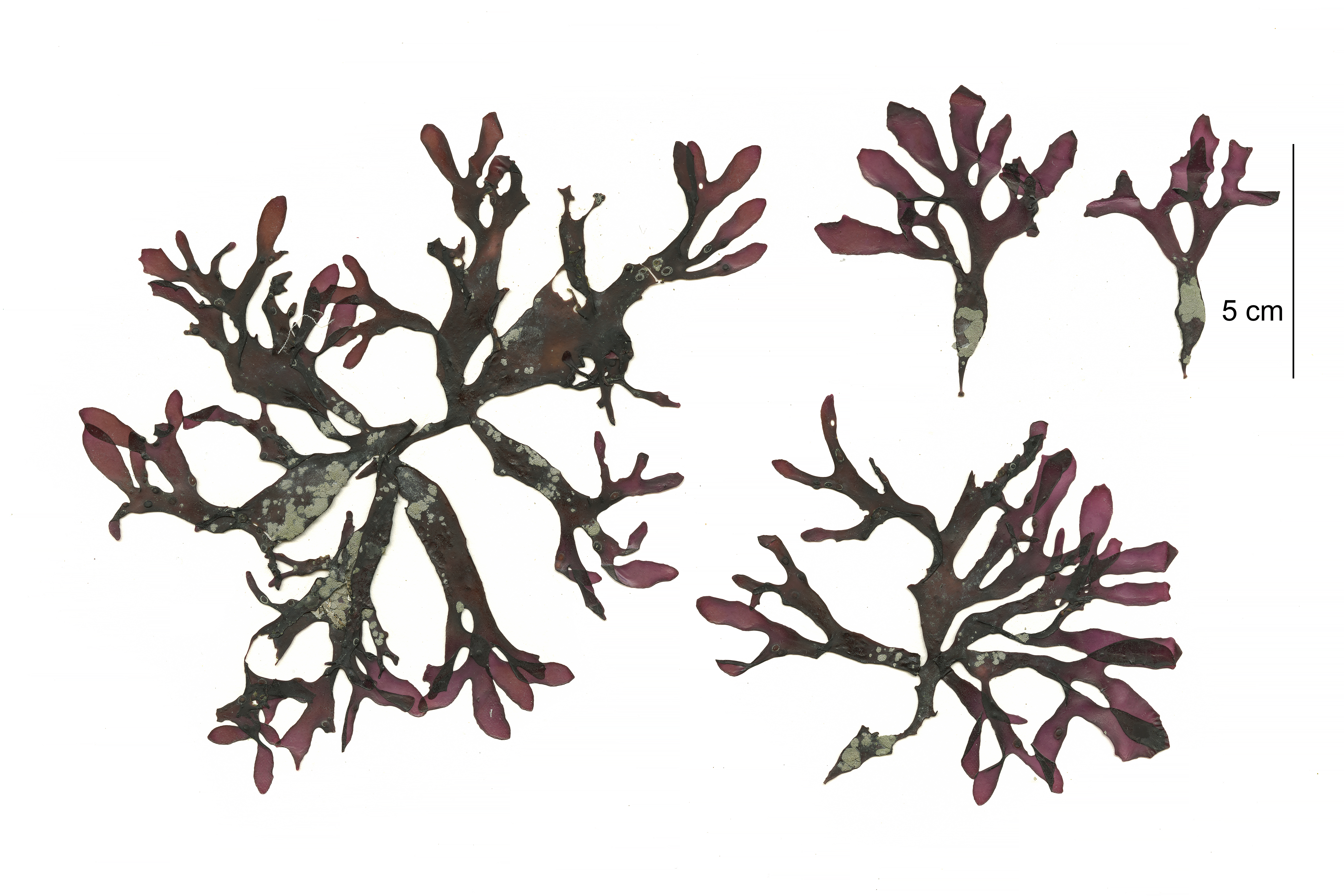 Mazzaella phyllocarpa – M. Lindeberg · Cook Inlet · May 2018