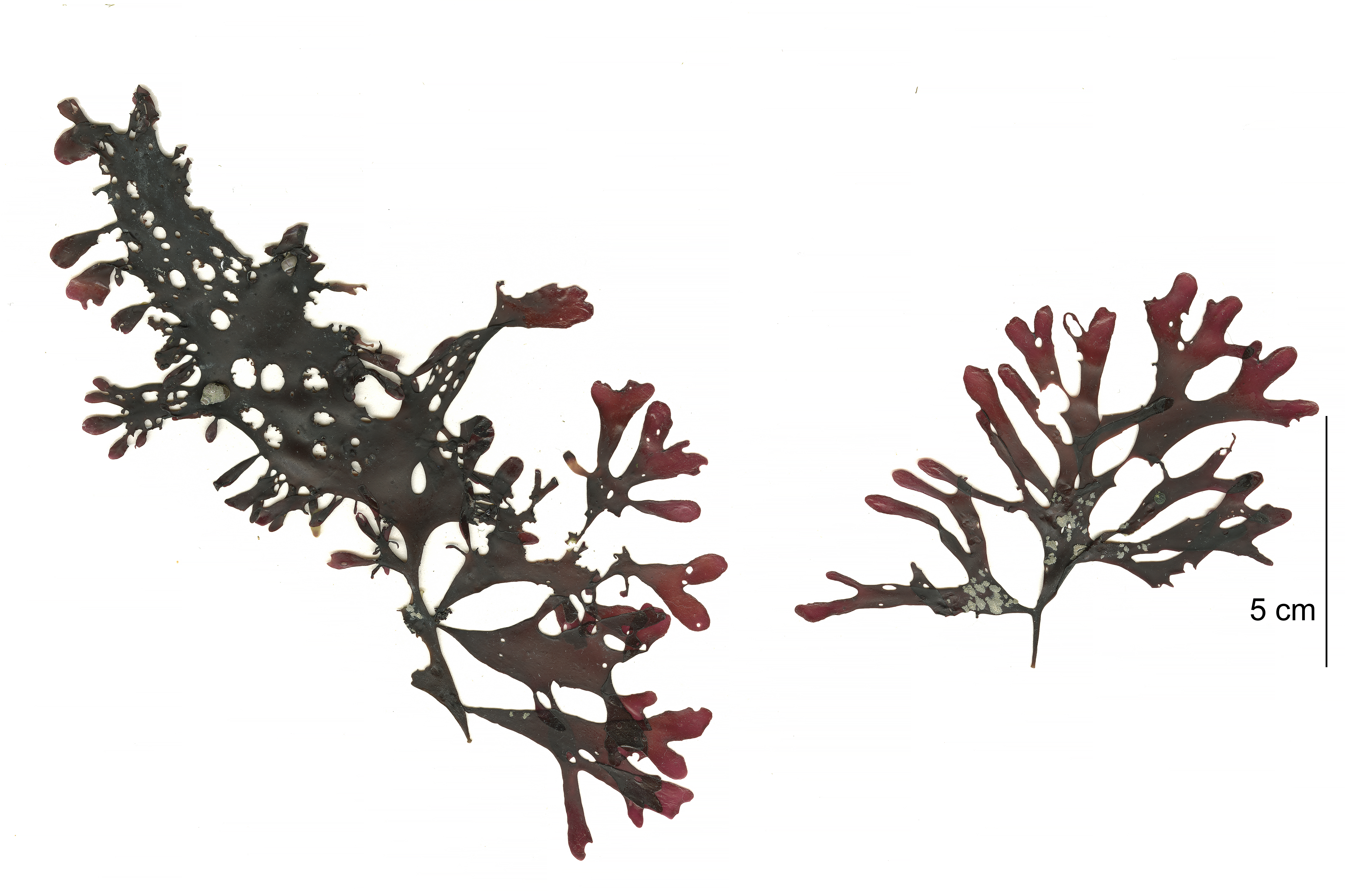 Mazzaella phyllocarpa – M. Lindeberg · Cook Inlet · May 2018