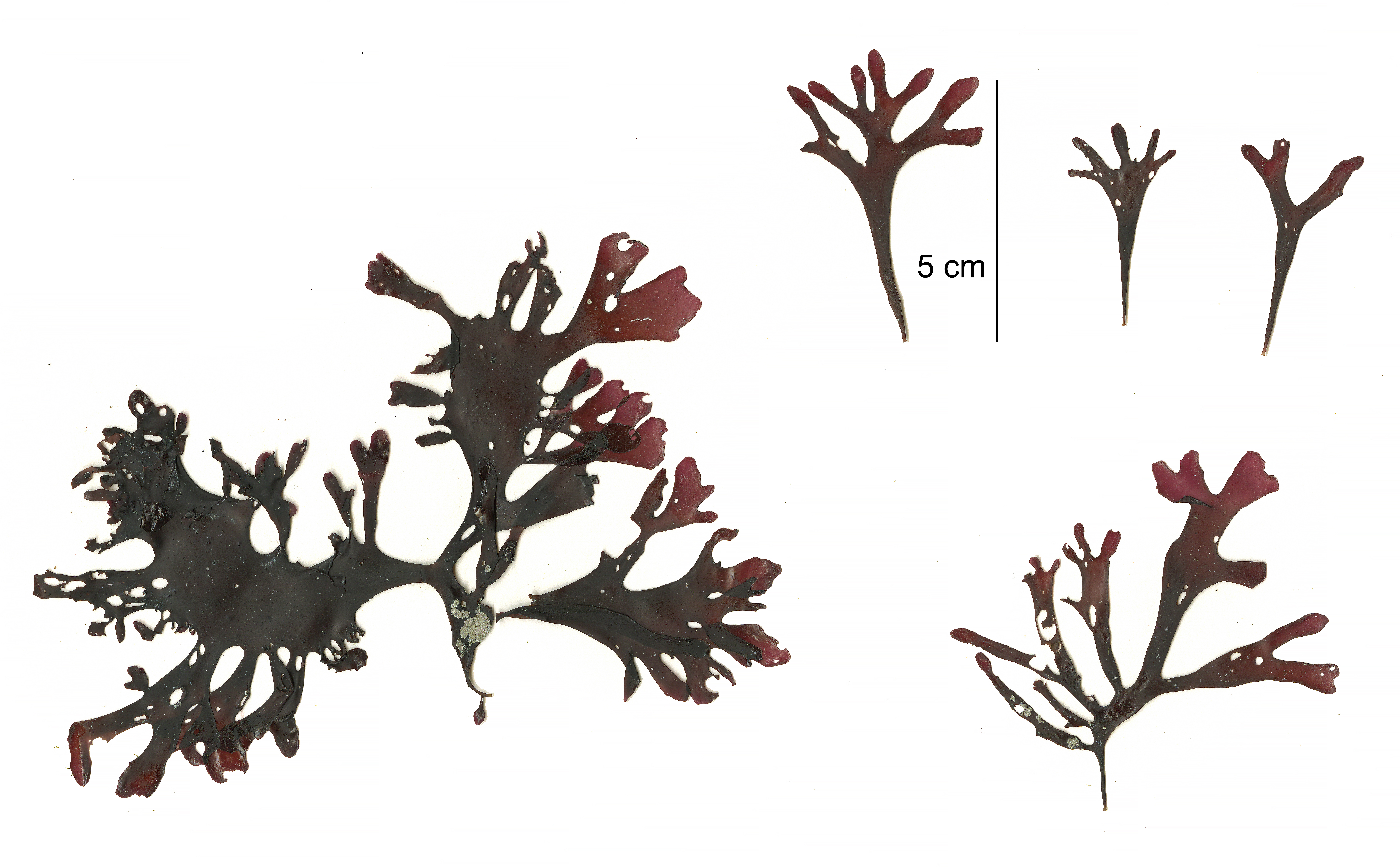 Mazzaella phyllocarpa – M. Lindeberg · Cook Inlet · May 2018