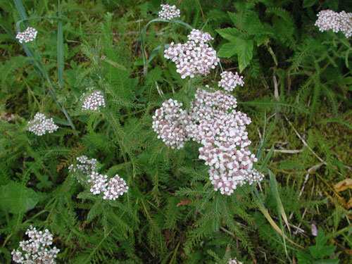 Achillea millefolium