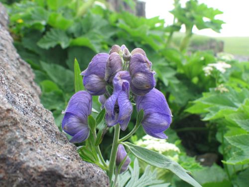 Aconitum maximum