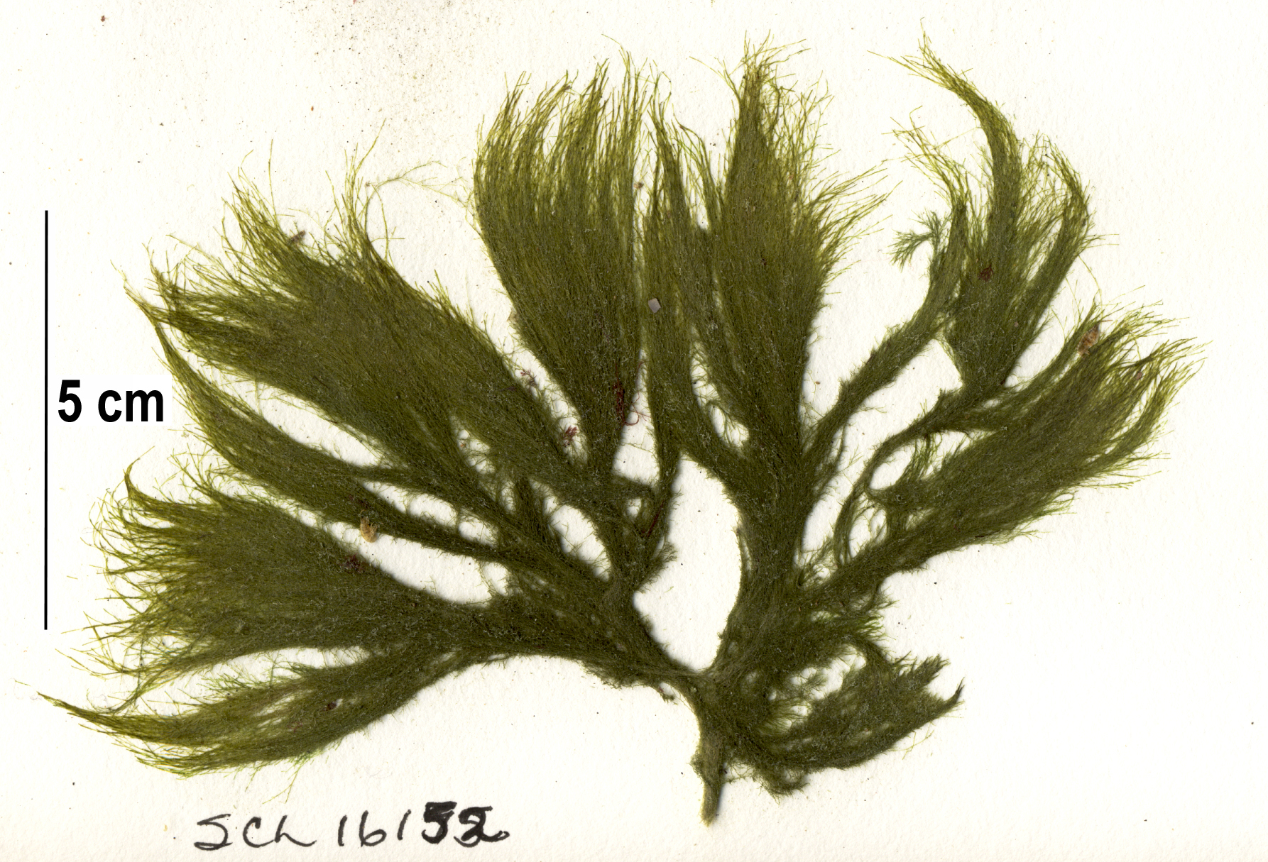 Acrosiphonia arcta