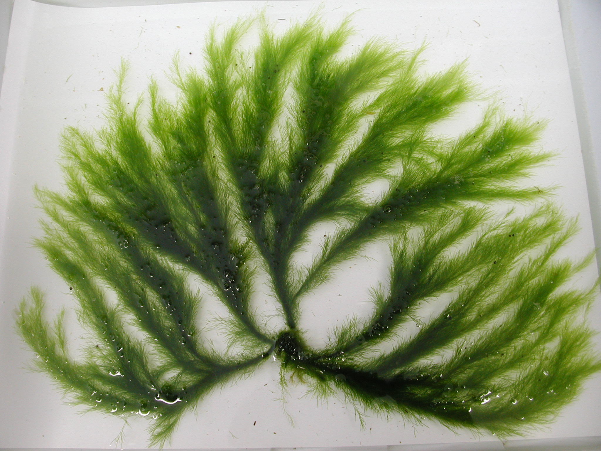 Acrosiphonia coalita – M. Lindeberg · Cook Inlet · June 2003