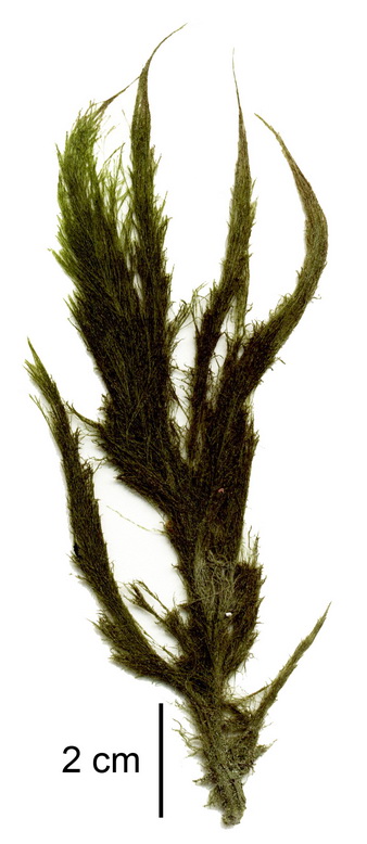 Acrosiphonia coalita – M. Lindeberg · Kenai Peninsusla · July 2002