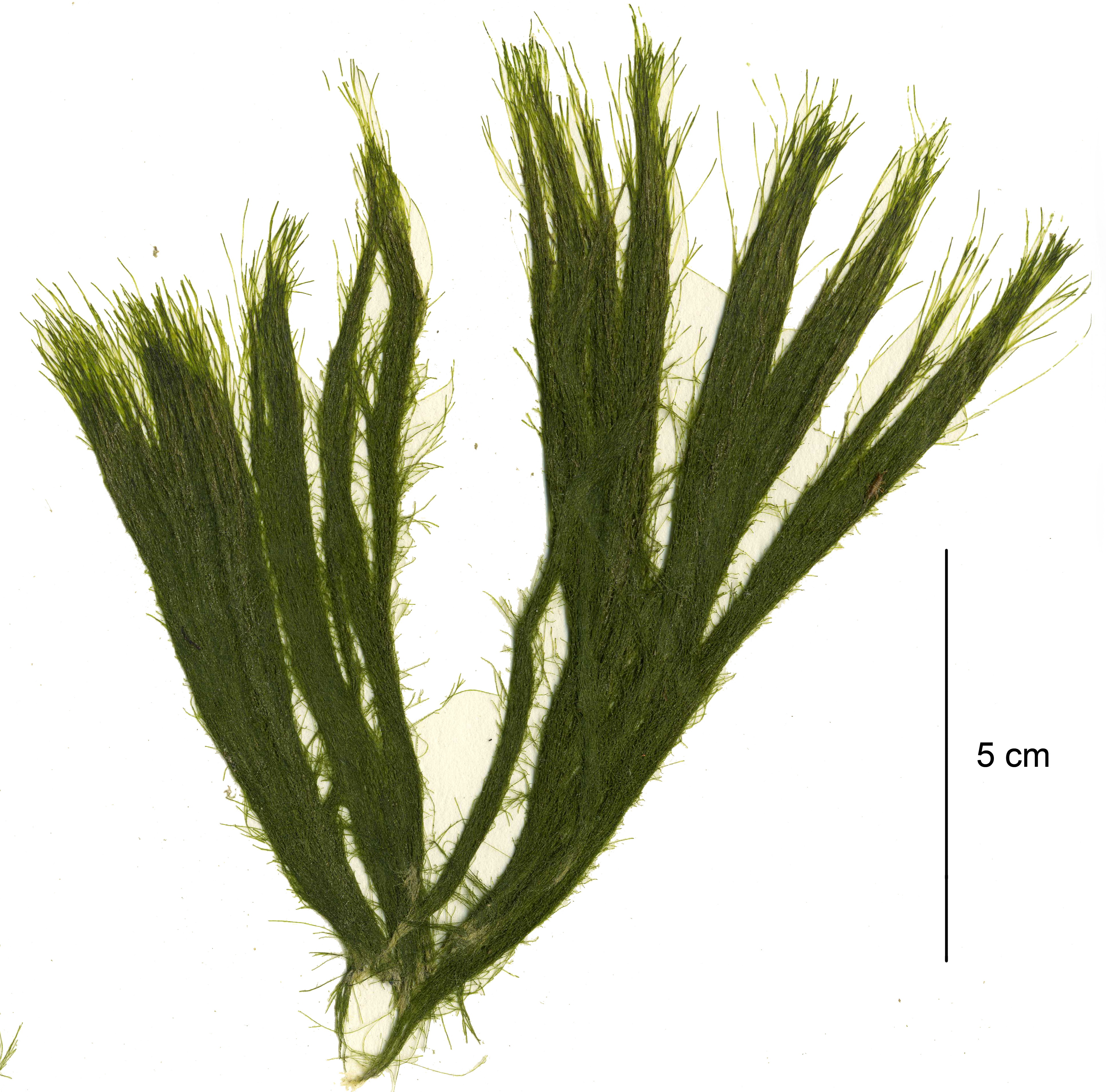 Acrosiphonia coalita