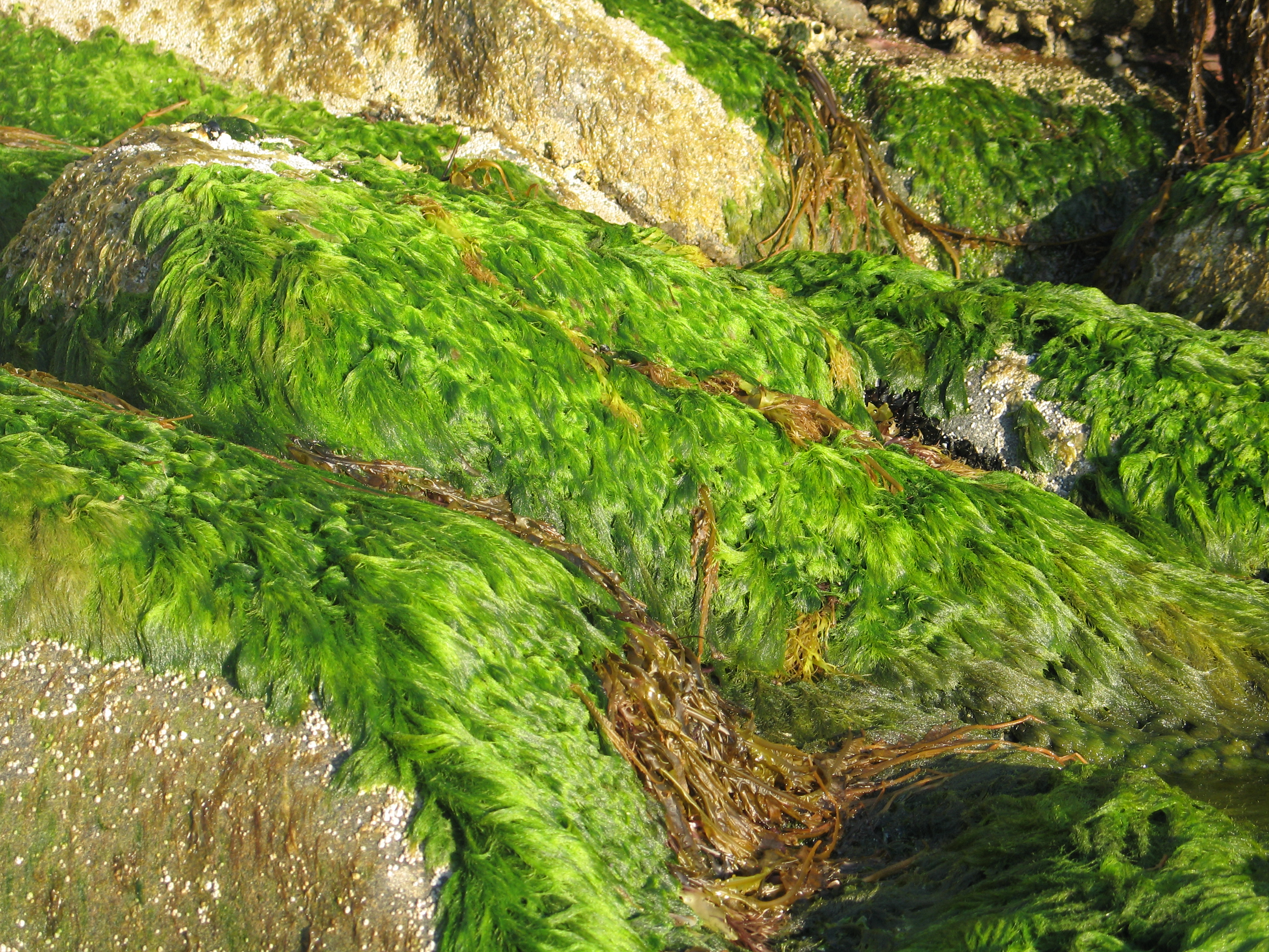 Acrosiphonia duriuscula – M. Lindeberg · Alaska Peninsula · July 2009