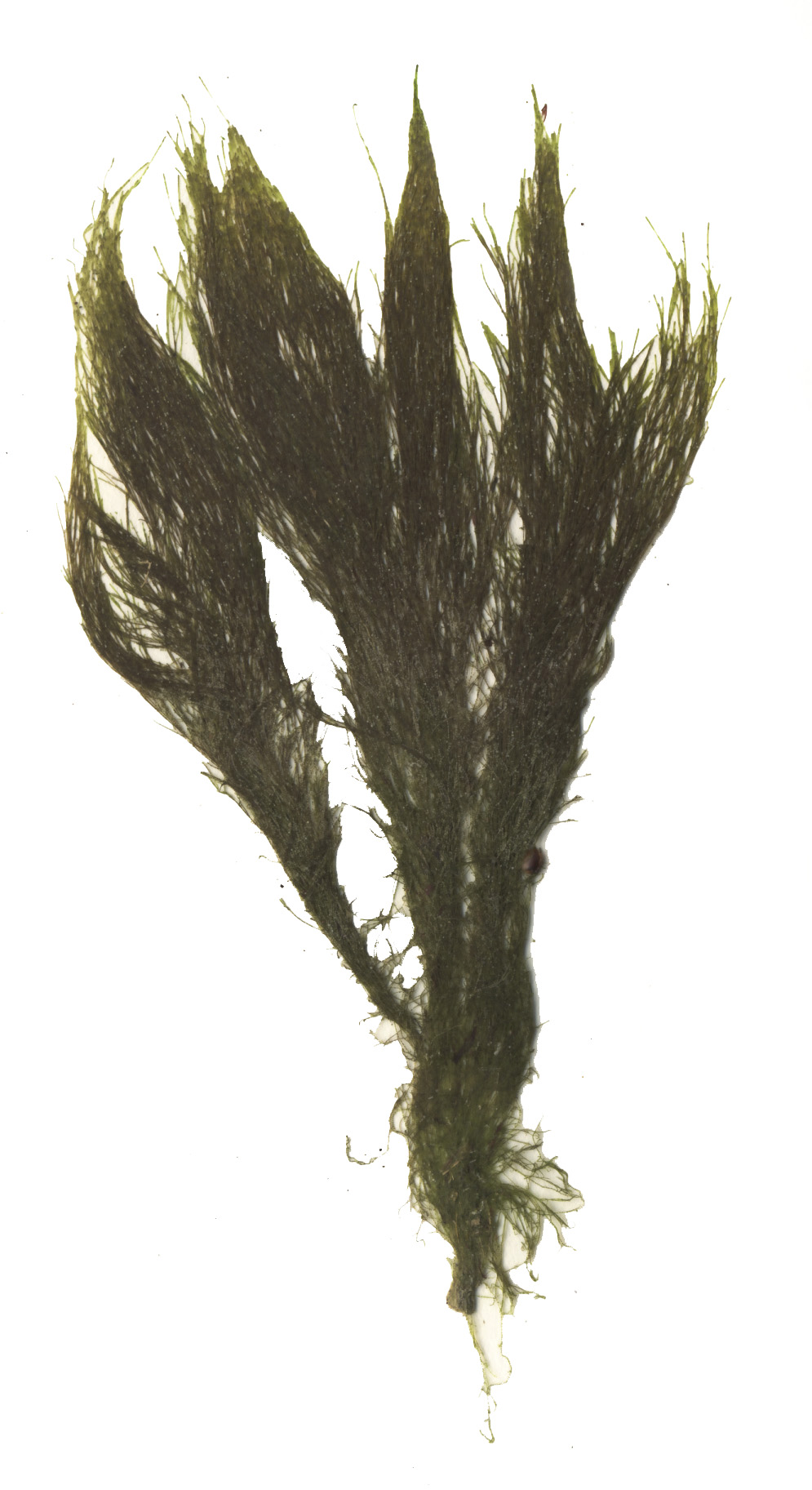 Acrosiphonia duriuscula – S. Lindstrom · Kenai Peninsula · July 2002