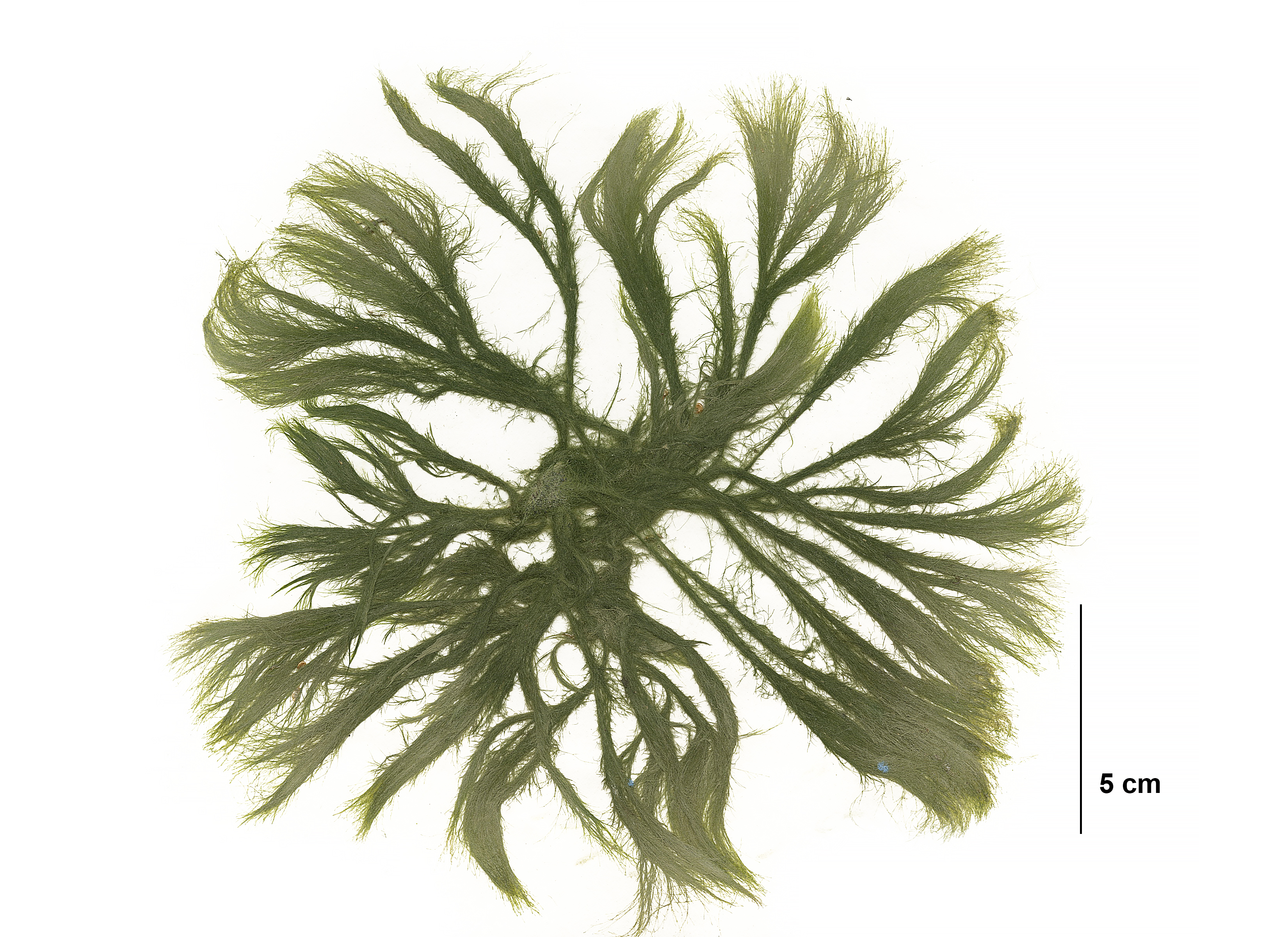 Acrosiphonia duriuscula