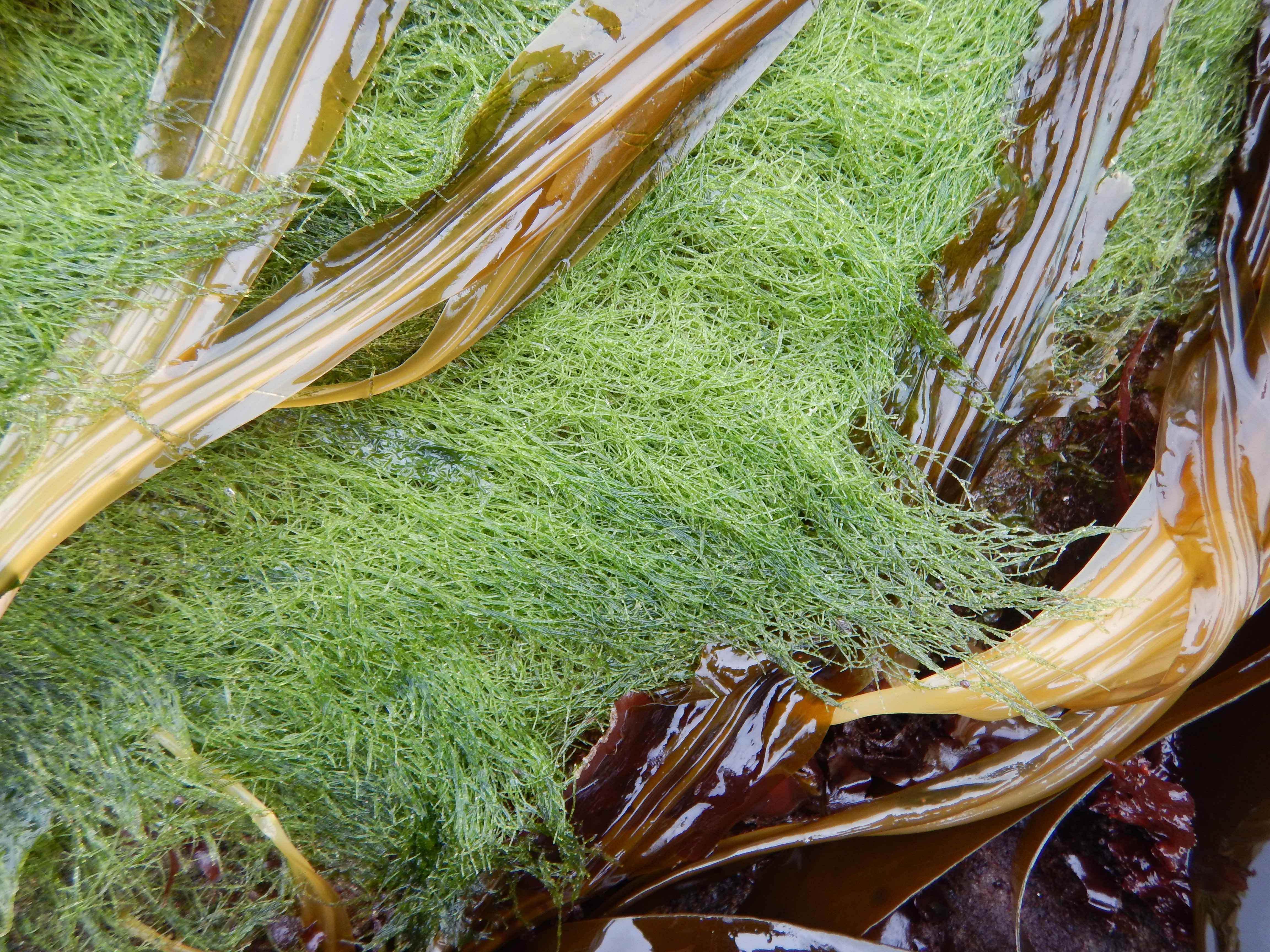 Acrosiphonia sonderi – M. Lindeberg · Kodiak Archipelago · May 2016