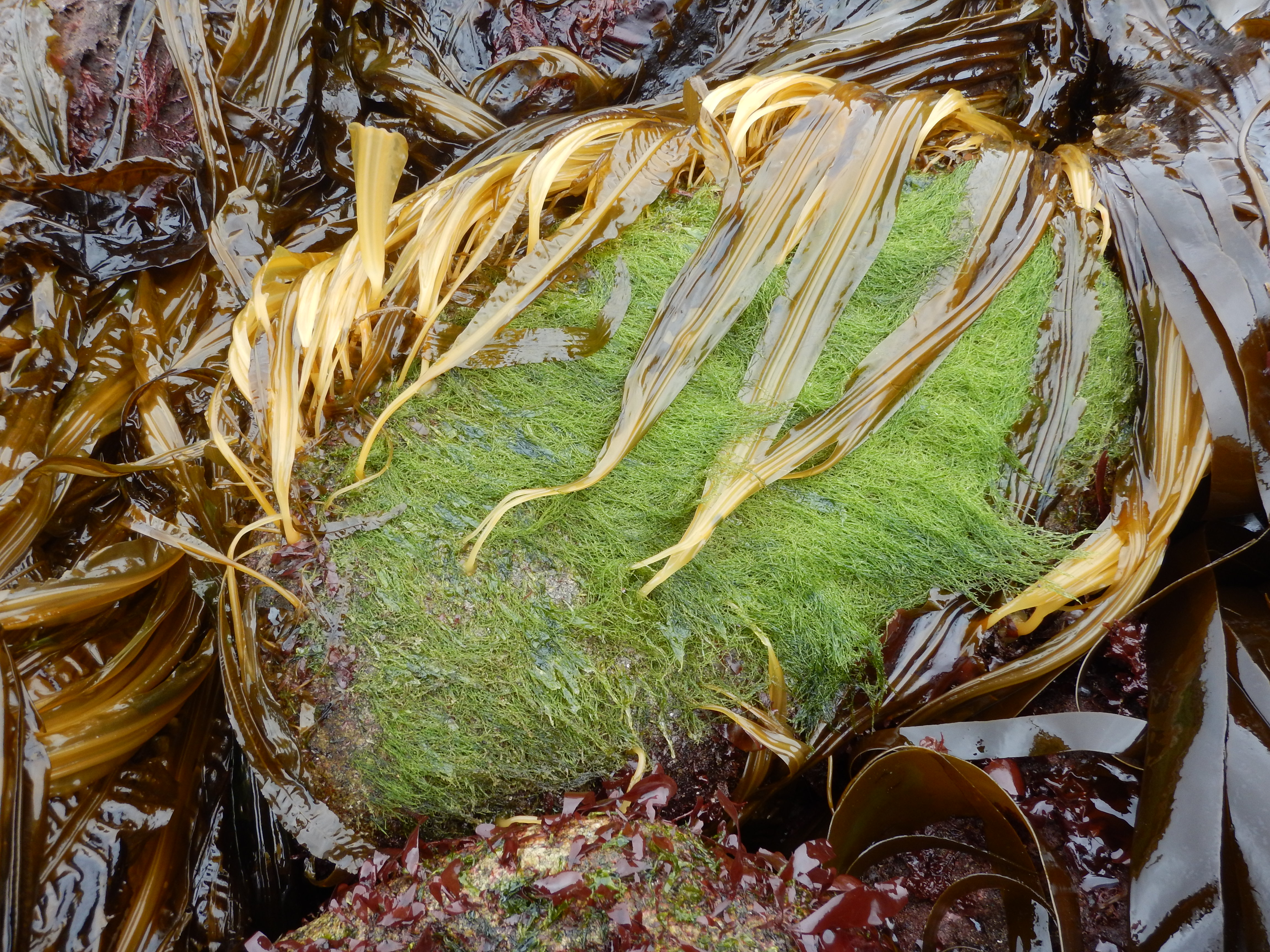 Acrosiphonia sonderi – M. Lindeberg · Kodiak Archipelago · May 2016