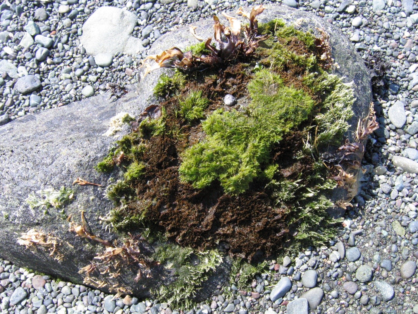 Acrosiphonia sp.