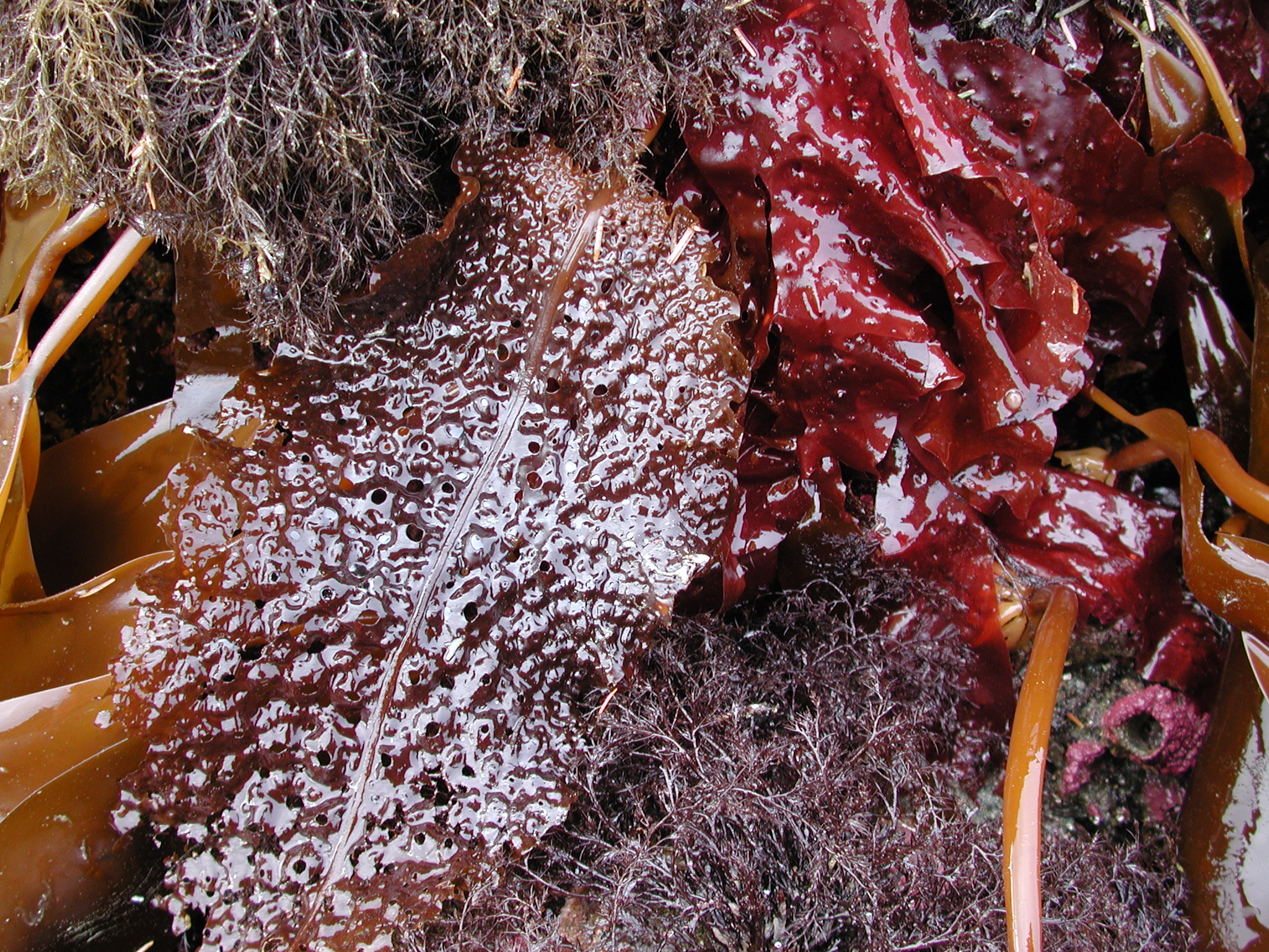 Agarum clathratum – M. Lindeberg · Kodiak Archipelago · May 2005