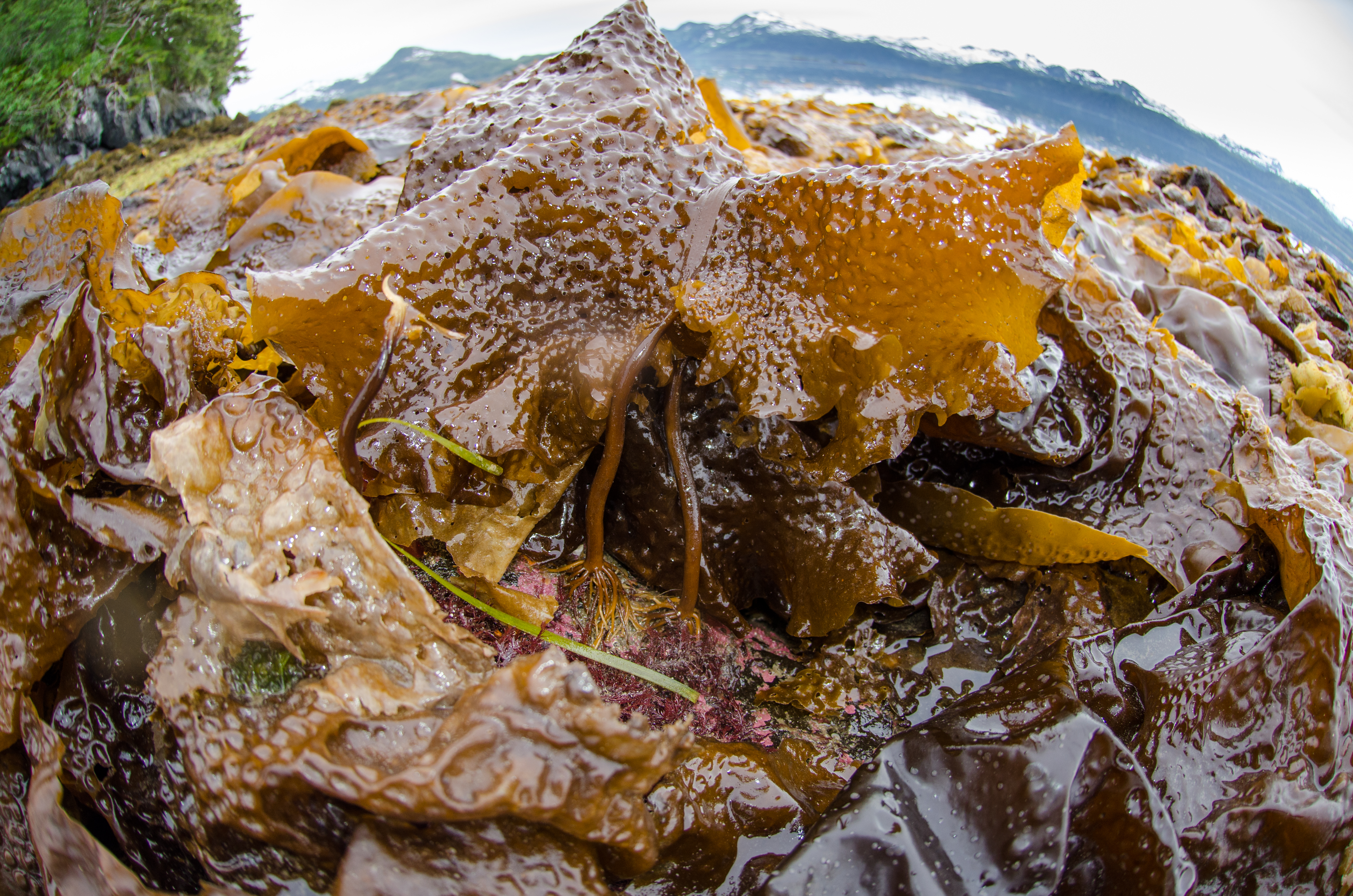 Agarum clathratum – M. Lindeberg · Prince William Sound · June 2013