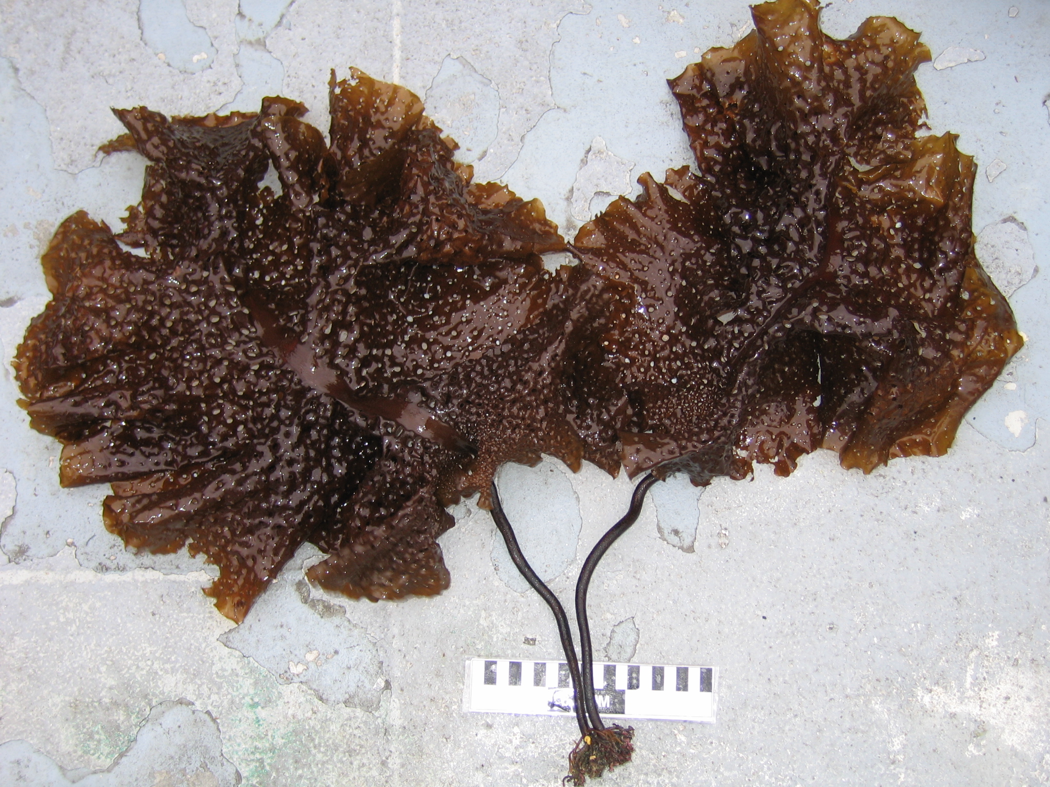 Agarum clathratum – S. Lindstrom · Alaska Peninsula · June 2005