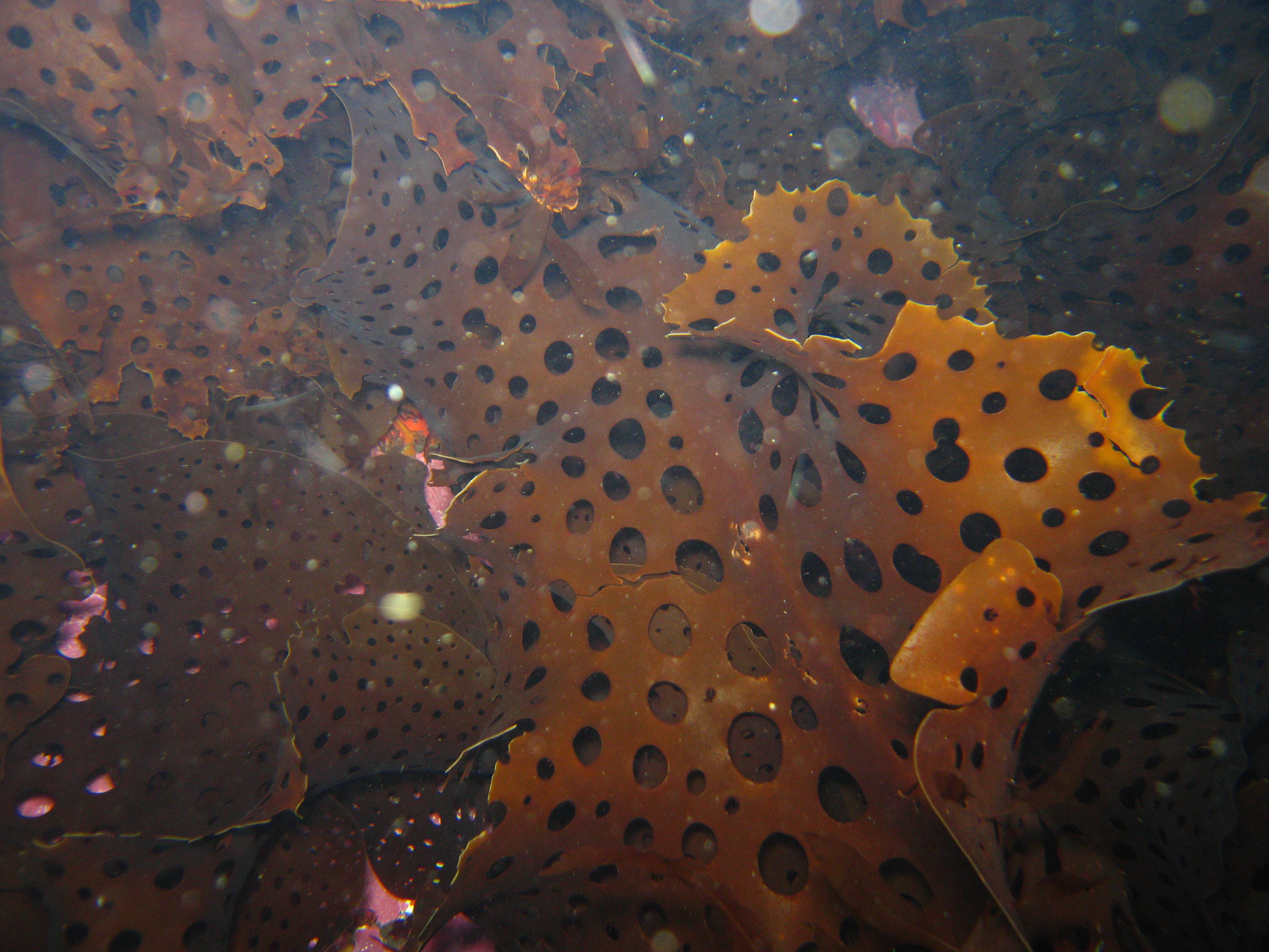 Agarum turneri – S. Jewett · Aleutian Islands · July 2006