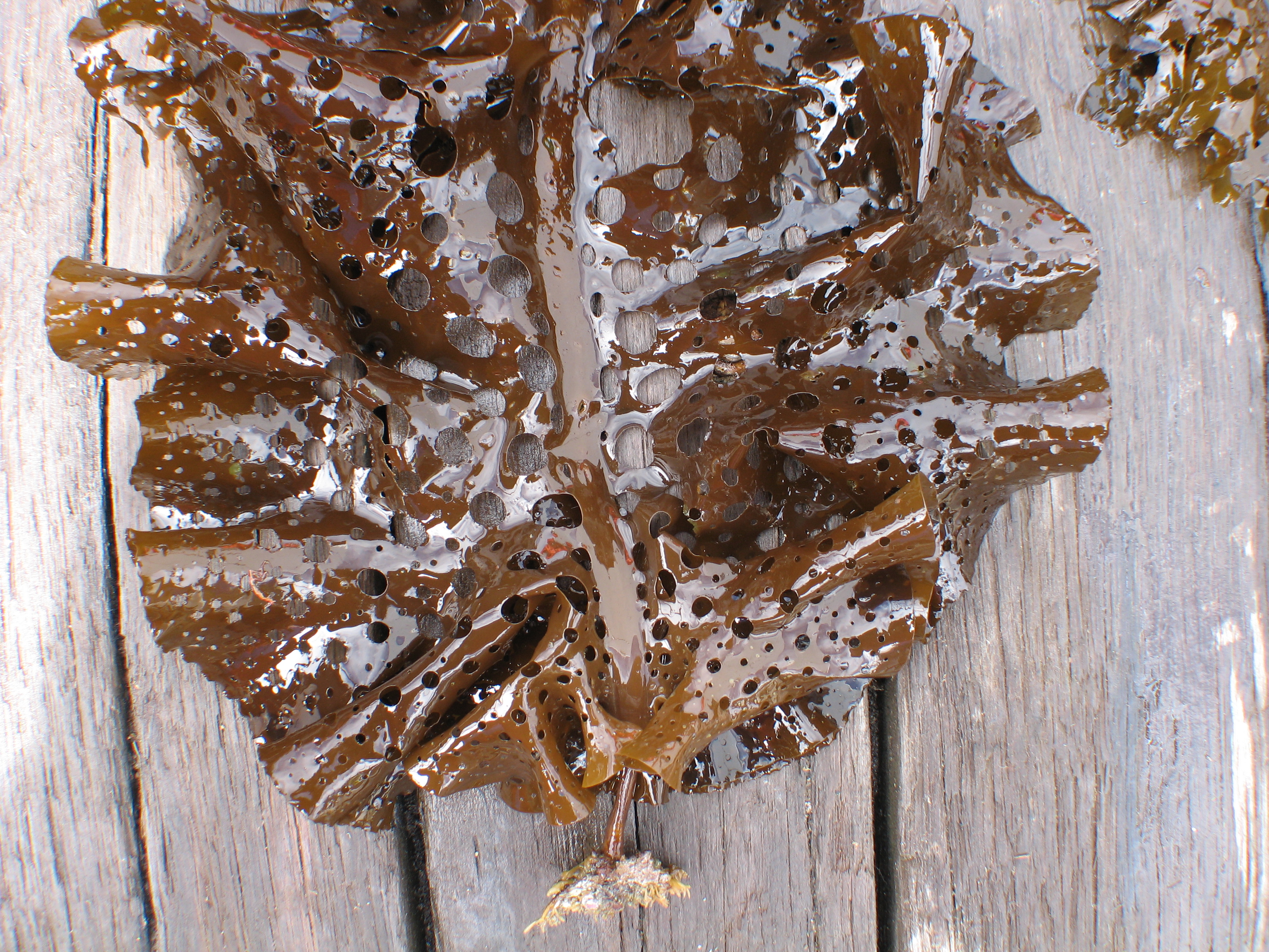 Agarum turneri – M. Lindeberg · Aleutian Islands · July 2006
