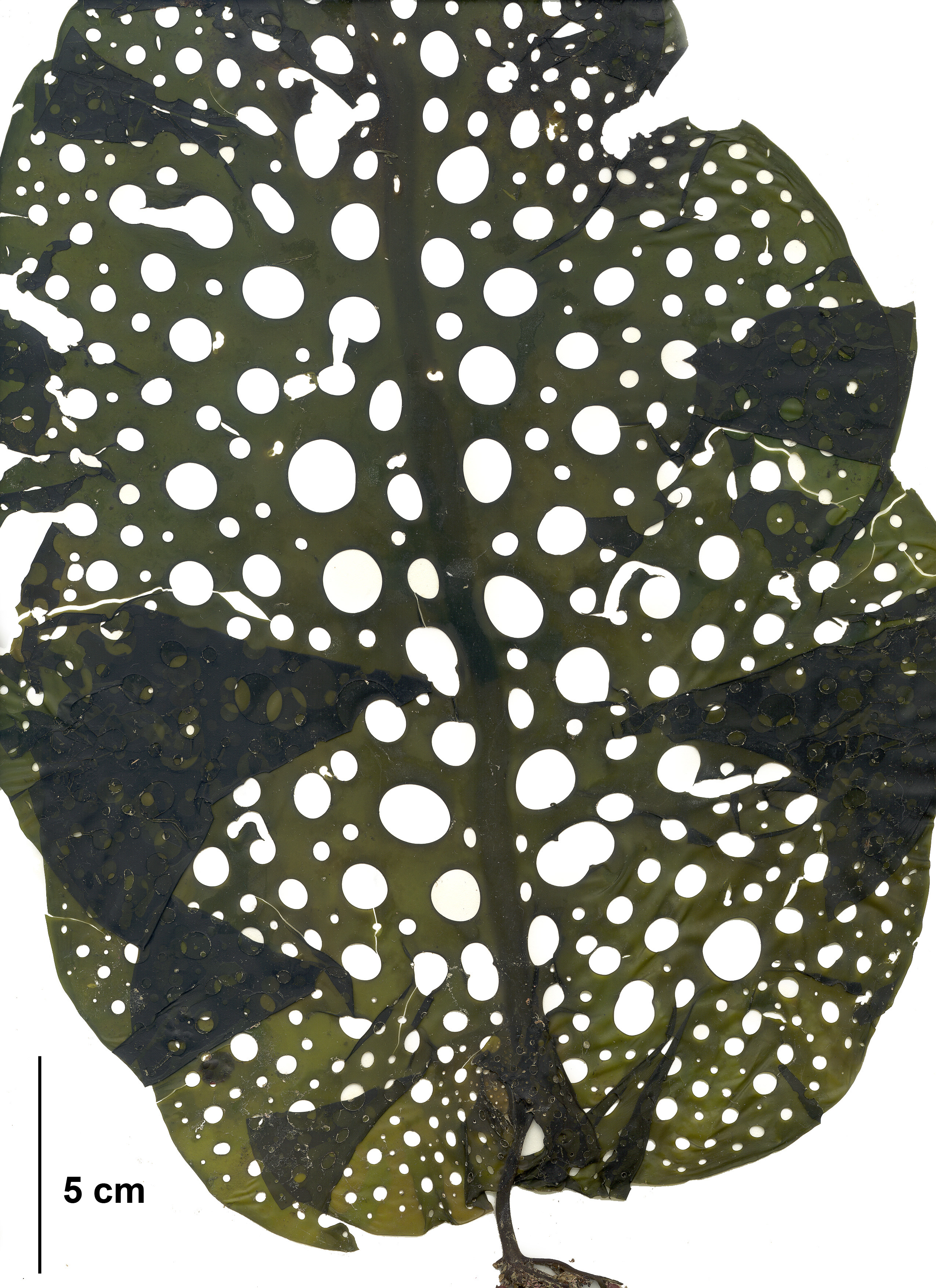 Agarum turneri