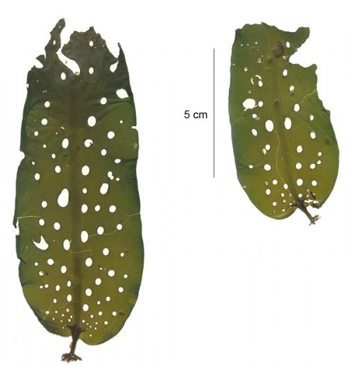Agarum turneri – M. Lindeberg · Aleutian Islands · July 2006