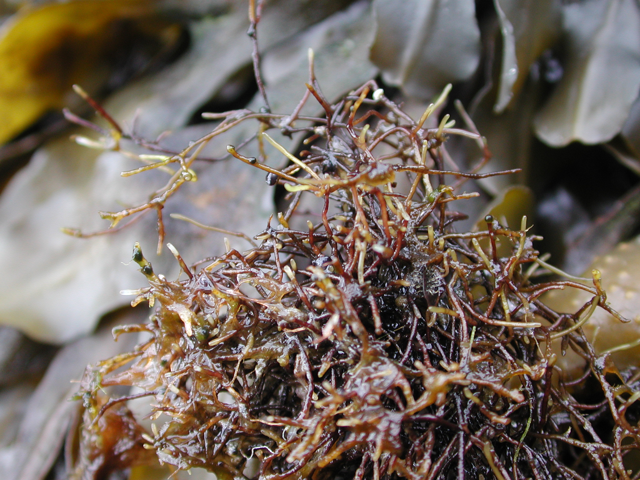 Ahnfeltia fastigiata – M. Lindeberg · Prince William Sound · May 2002