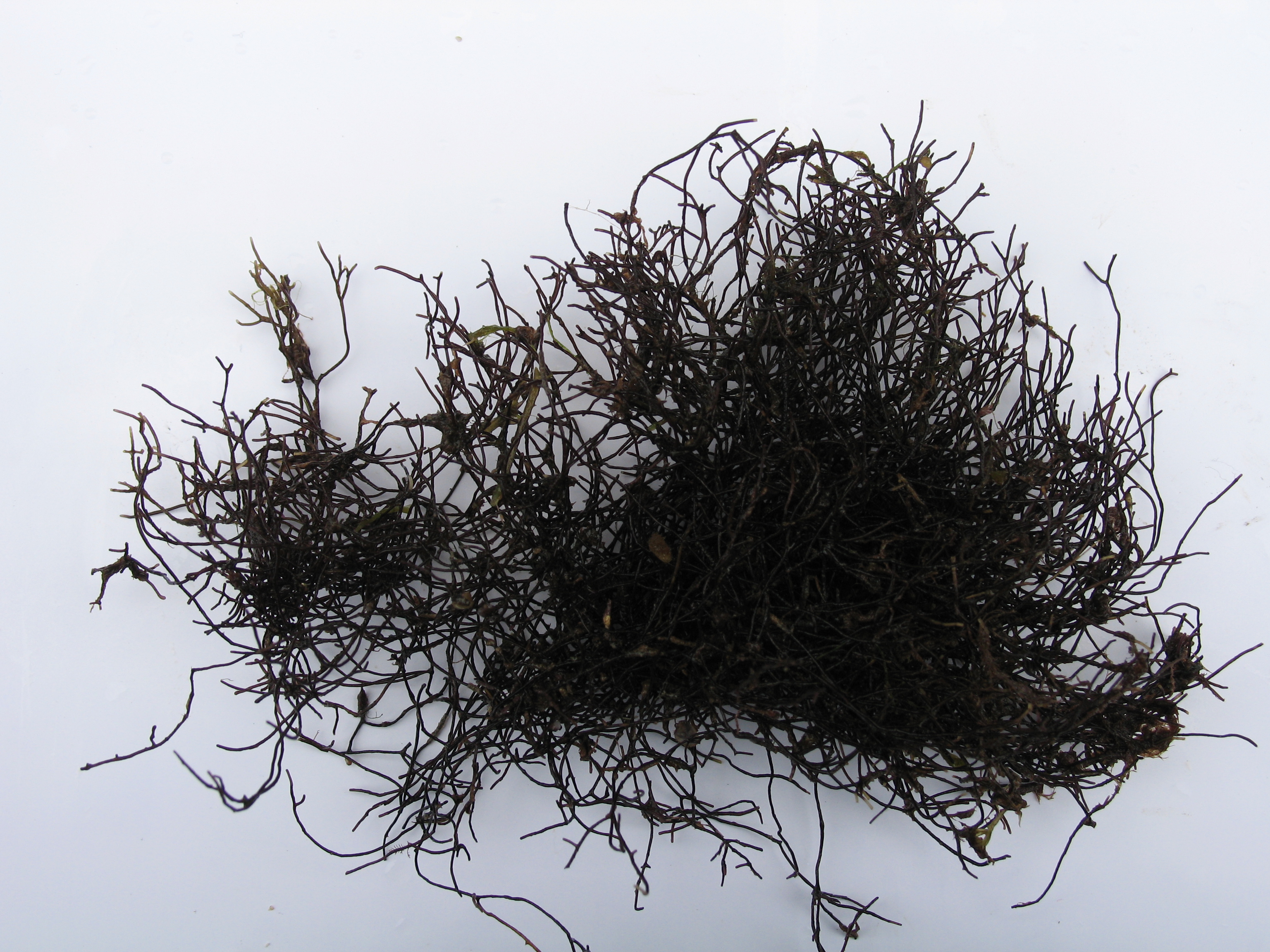 Ahnfeltia fastigiata