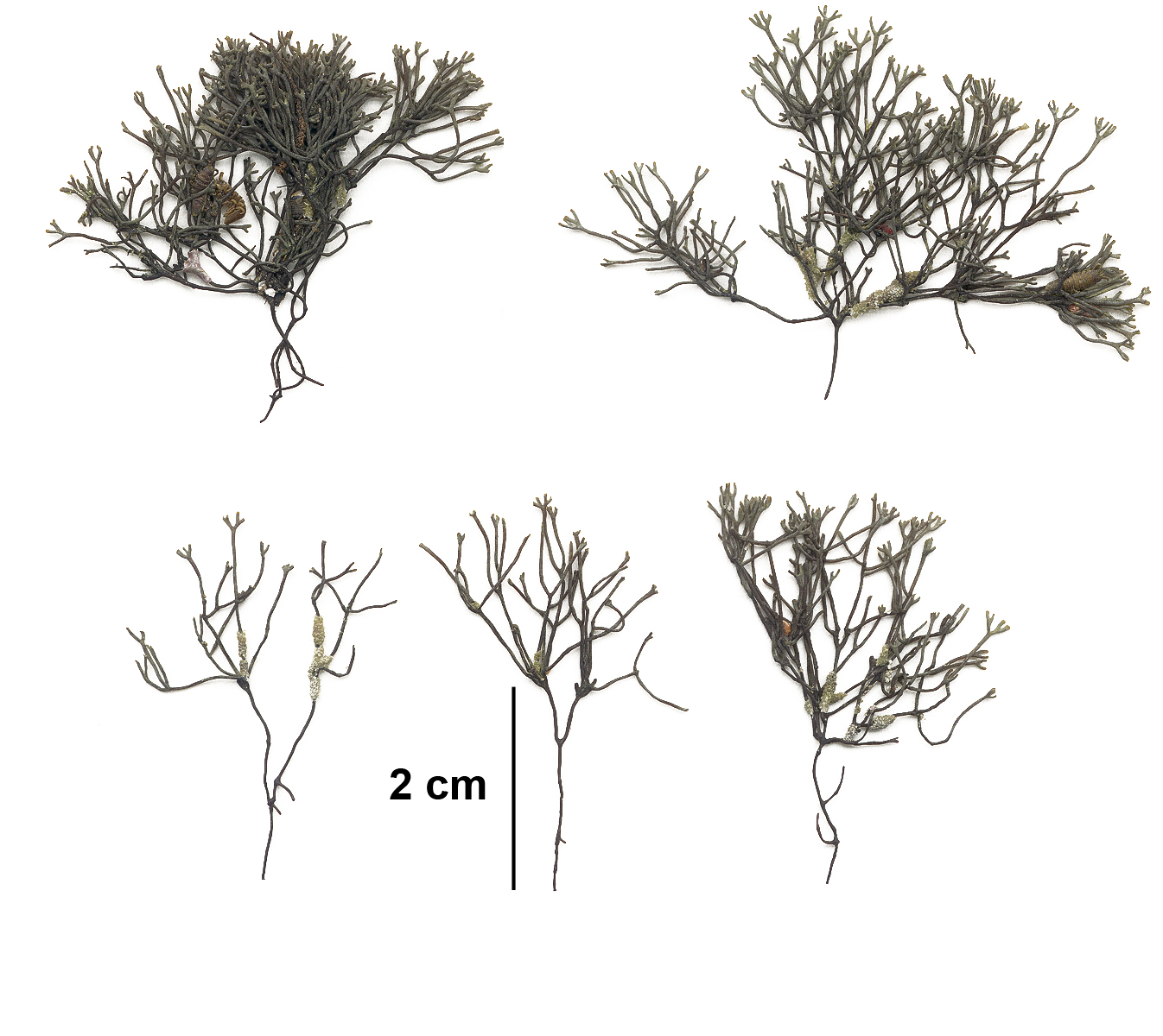 Ahnfeltia fastigiata – M. Lindeberg