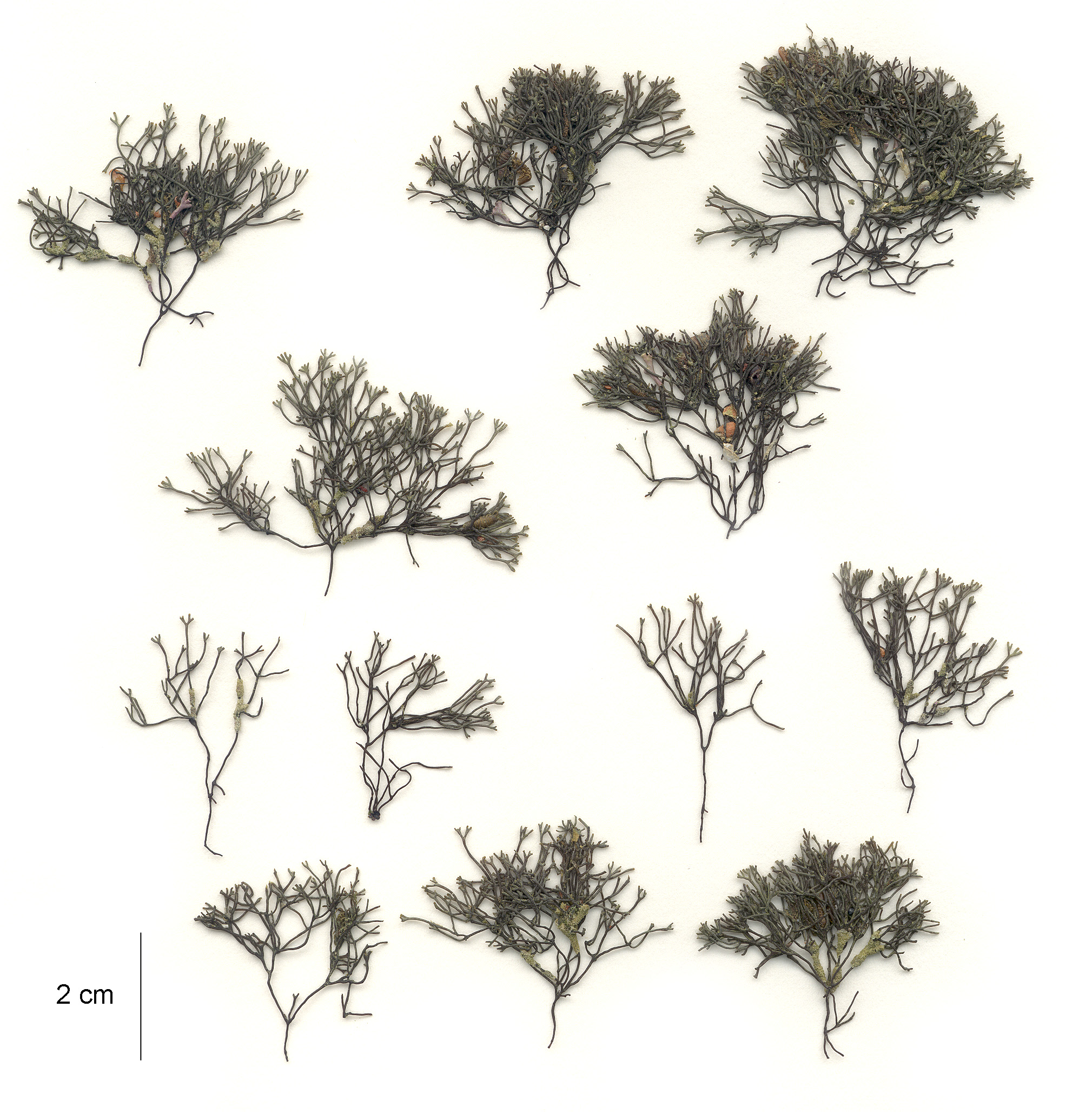Ahnfeltia fastigiata – M. Lindeberg