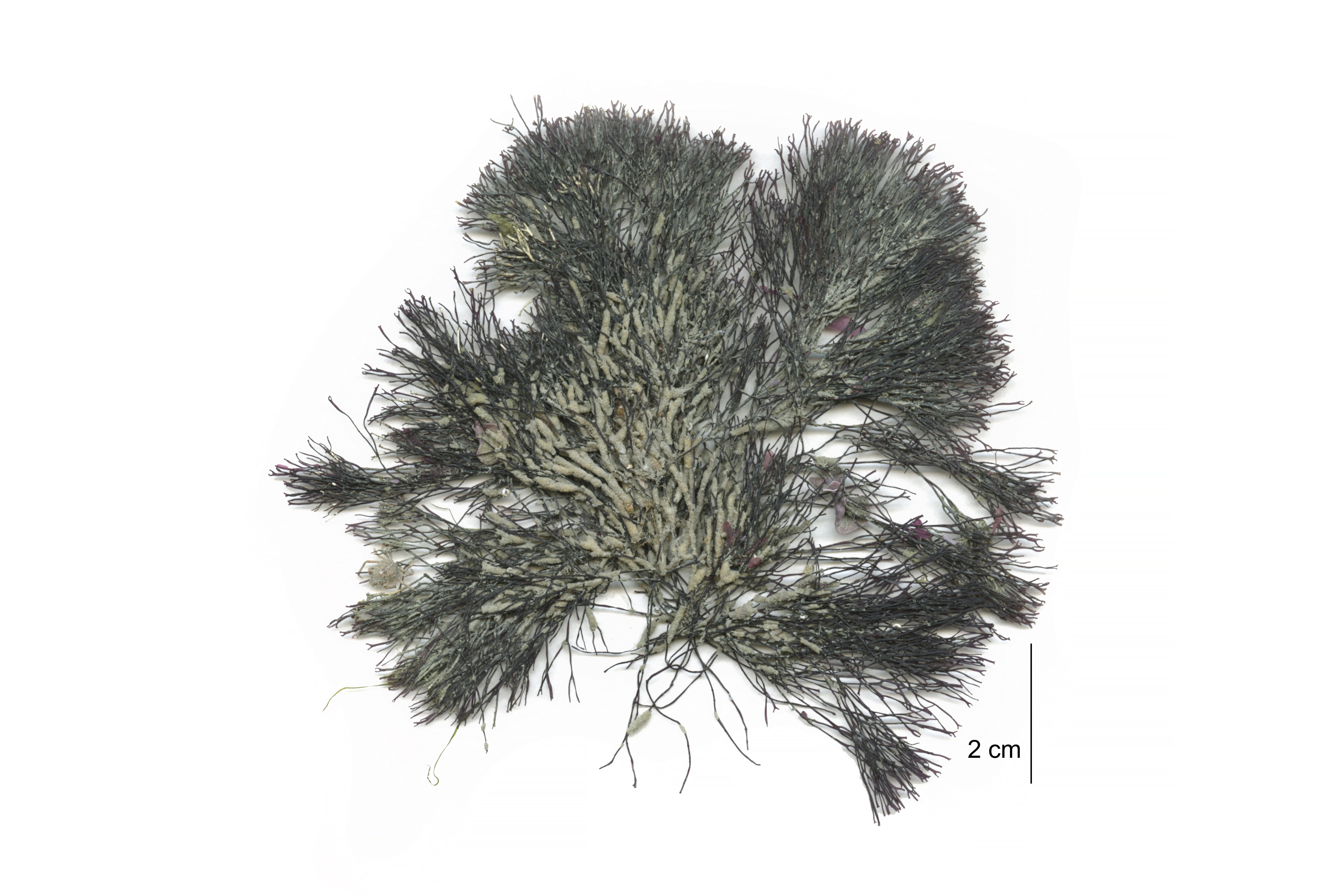 Ahnfeltia fastigiata – M. Lindeberg · Cook Inlet · June 2016