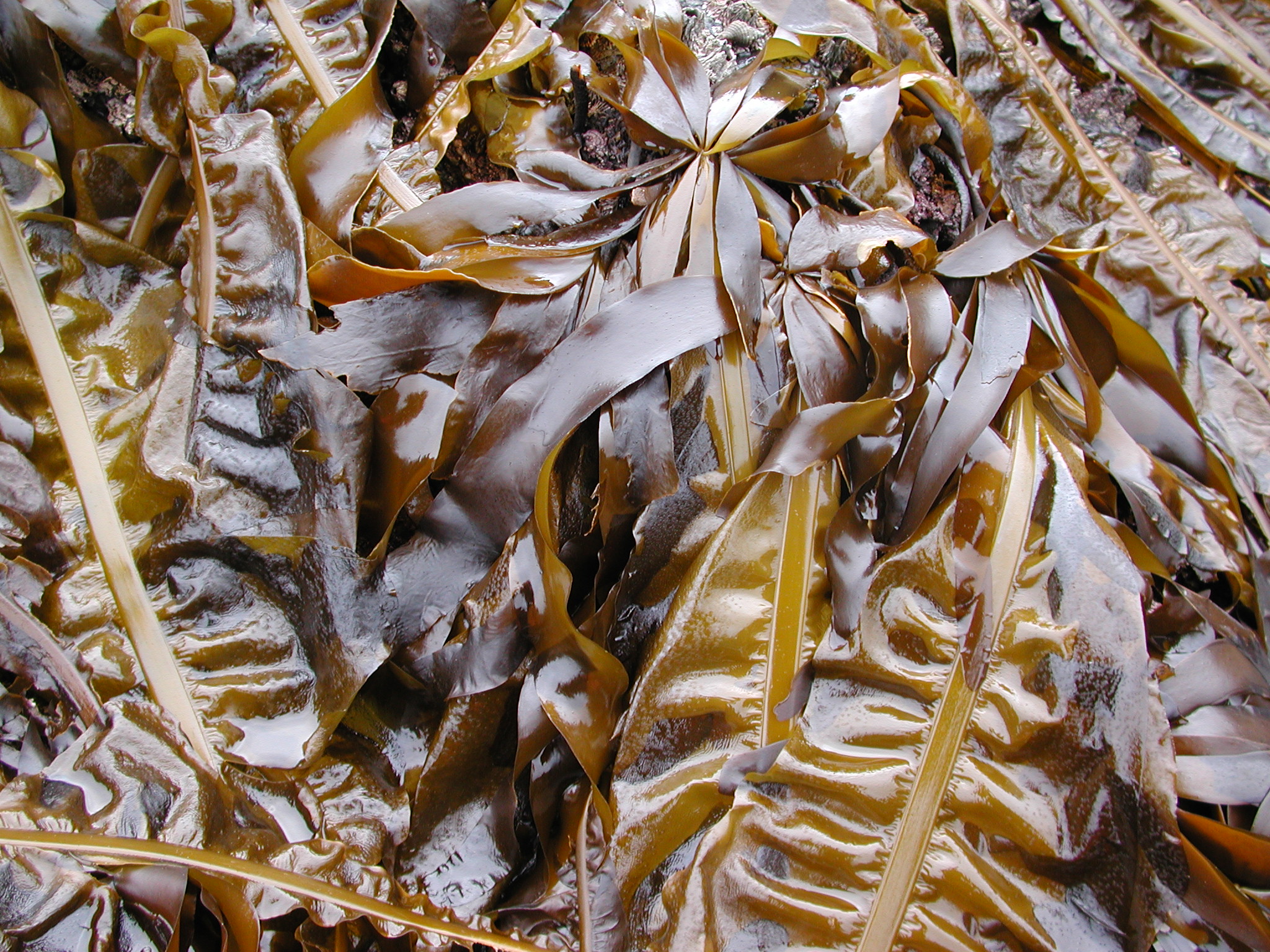 Alaria marginata – M. Lindeberg · Kodiak Archipelago · May 2005
