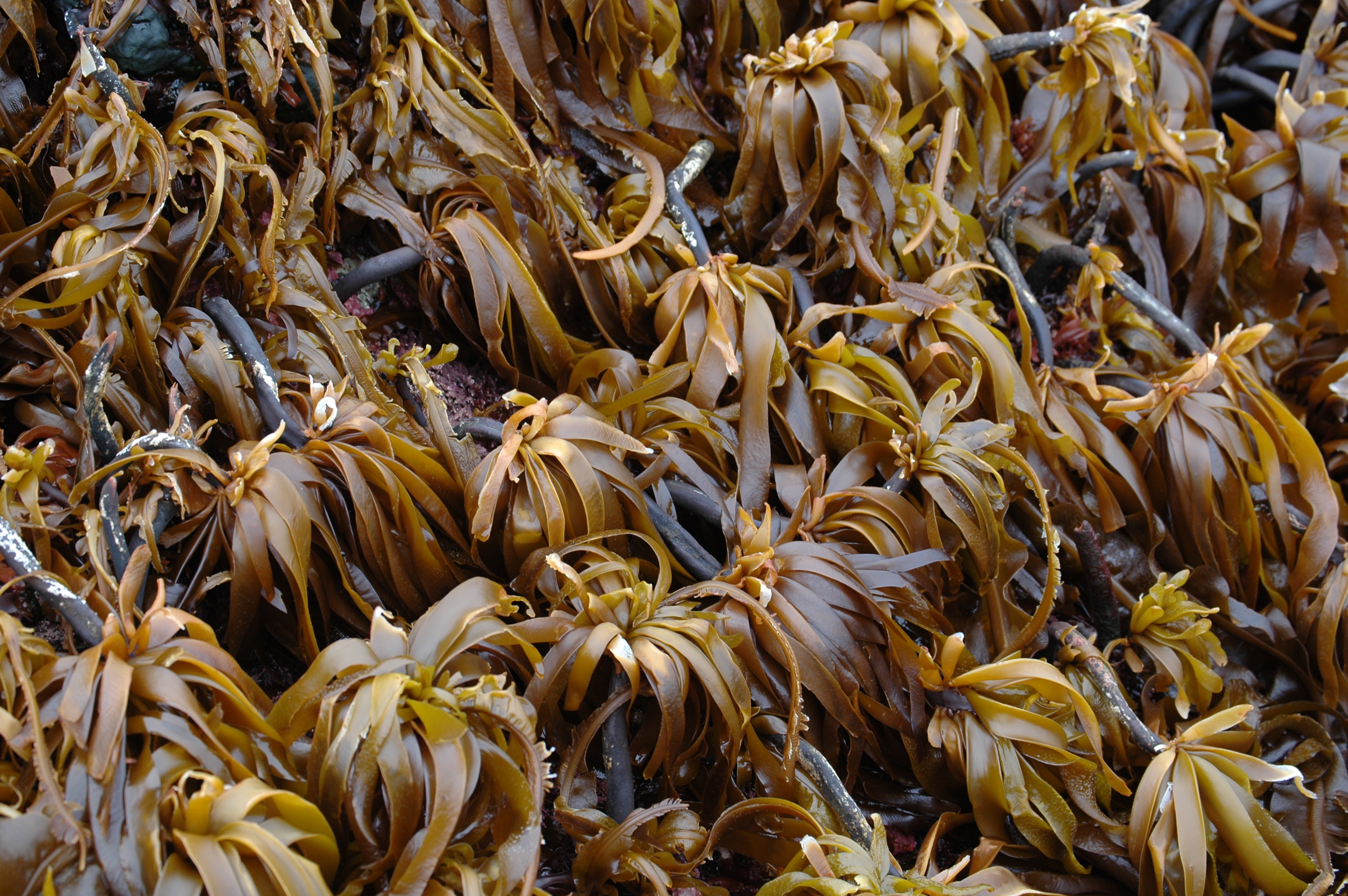 Alaria marginata – M. Lindeberg · Aleutian Islands · July 2007