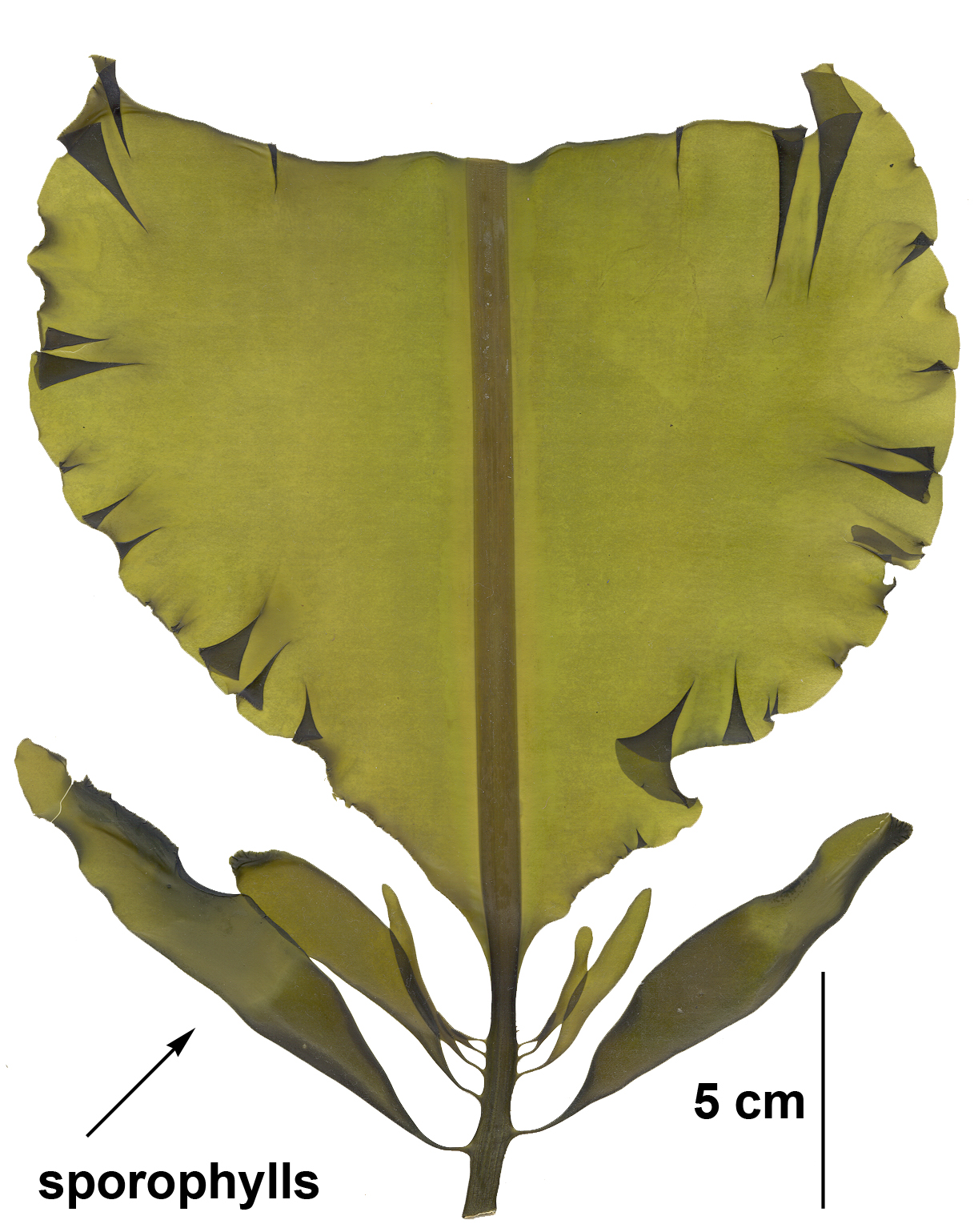 Alaria marginata