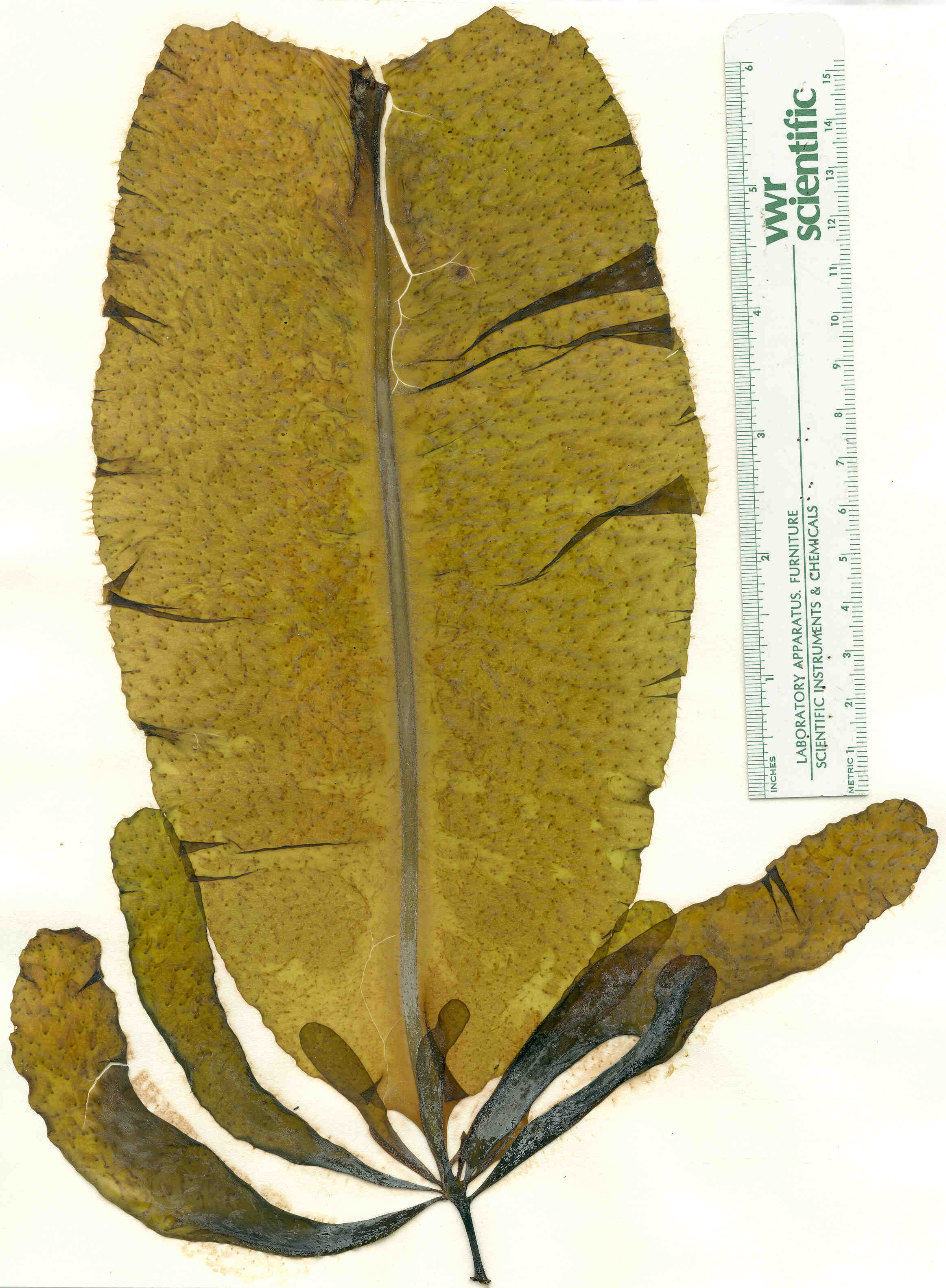 Alaria marginata – M. Lindeberg · Prince William Sound · June 1998