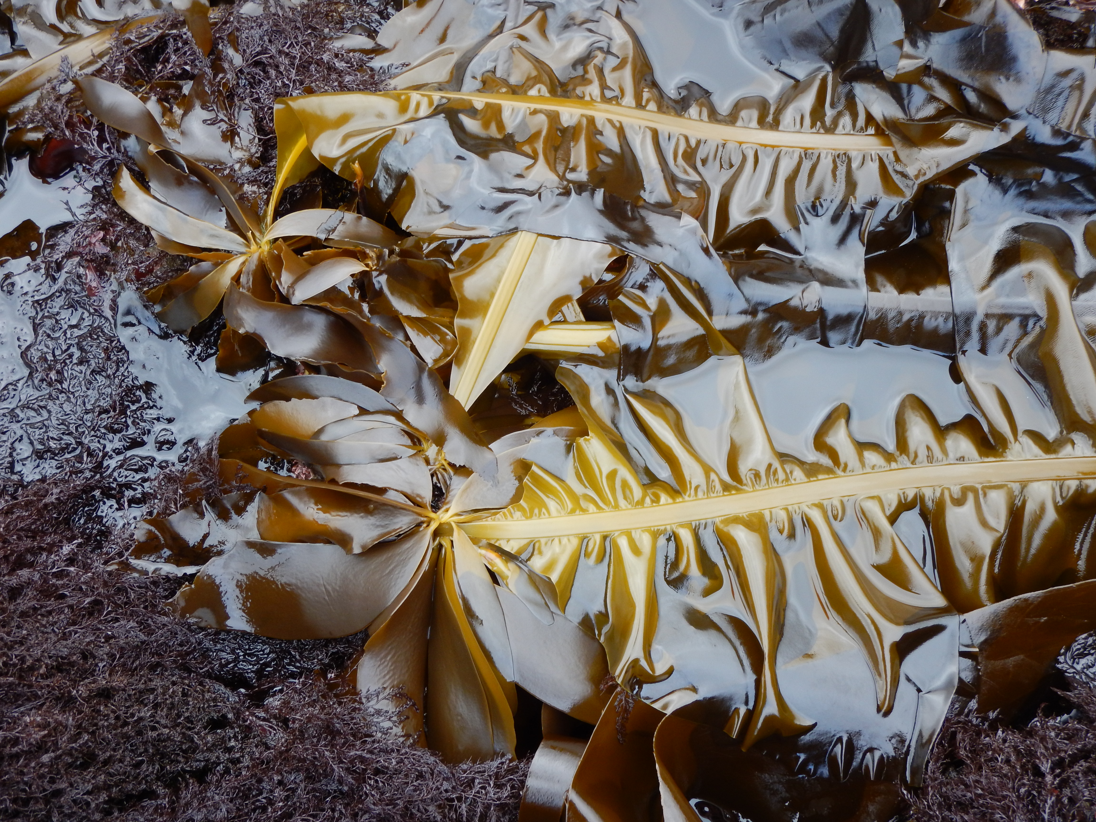 Alaria marginata – M. Lindeberg · Alaska Peninsula · May 2016